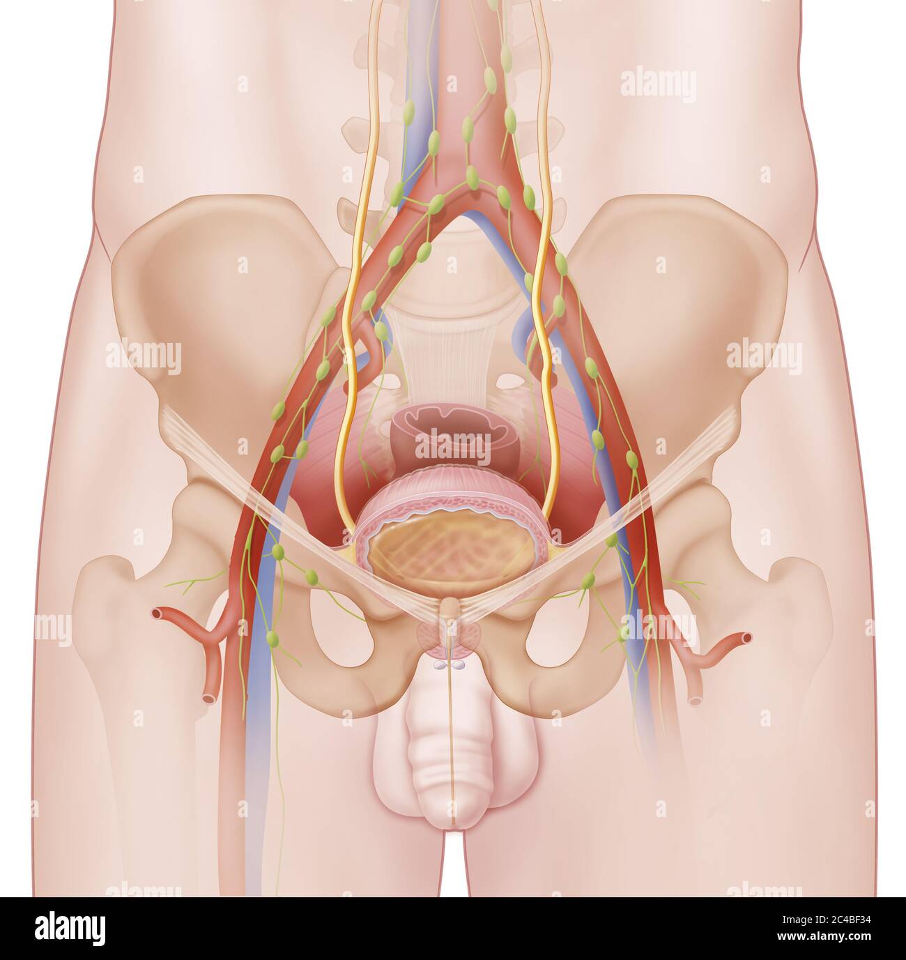 Anatomy of the bladder in humans and its relationships in the pelvic cavity. This medical illustration represents the full bladder and the prostate in Stock Photo