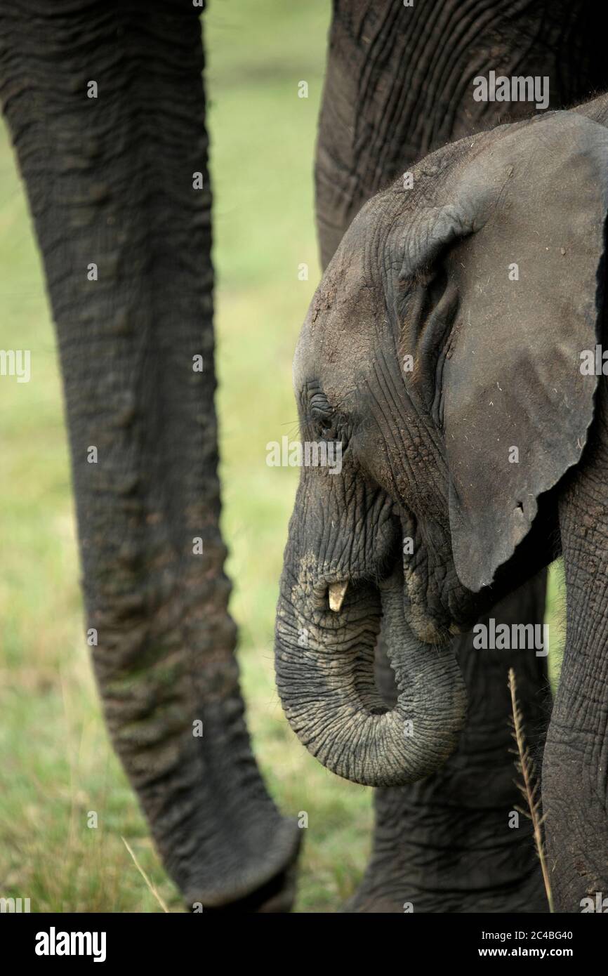 African elephant (loxodonta africana), female with pup Stock Photo