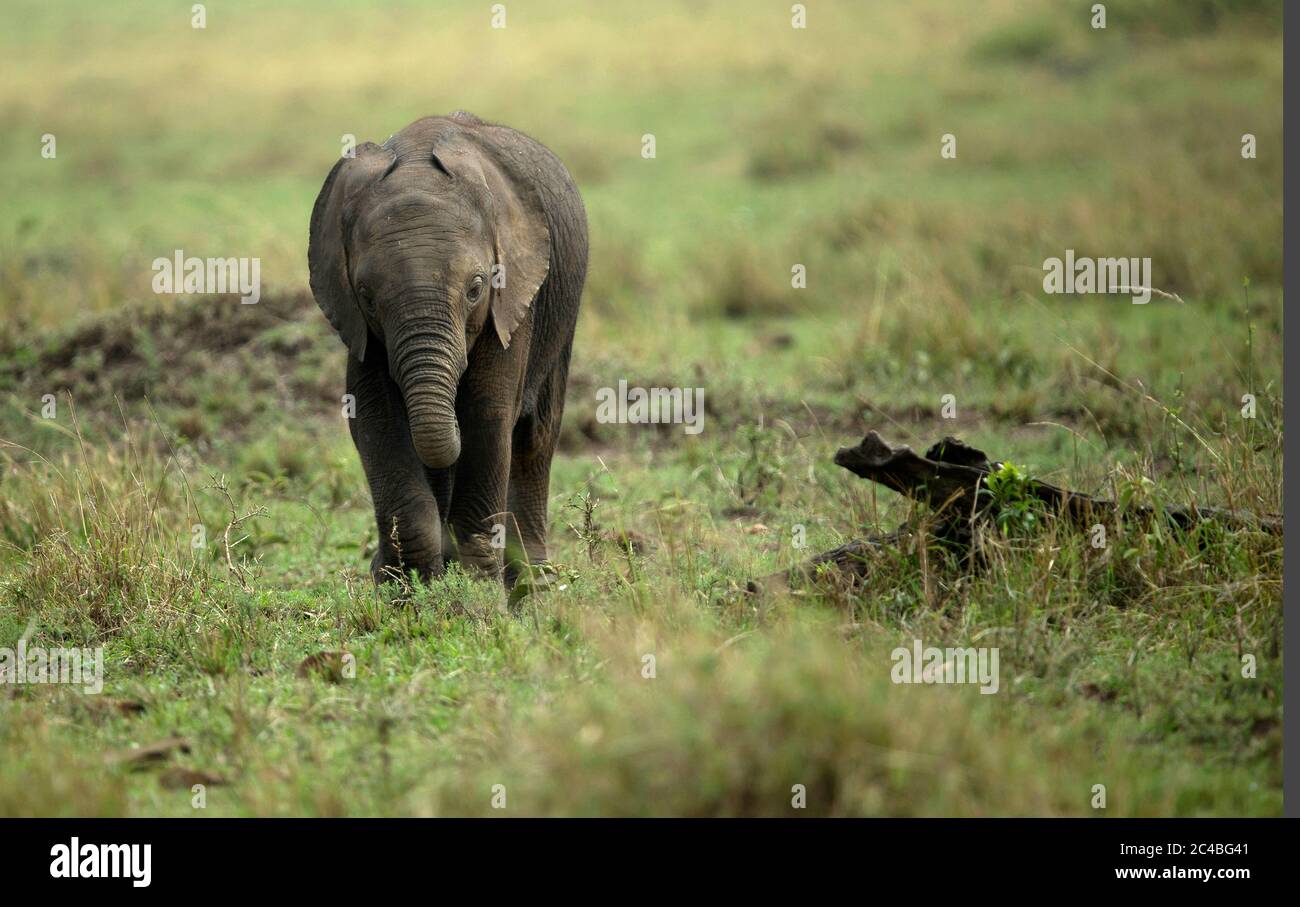 Young african elephant (loxodonta africana) in savanna Stock Photo