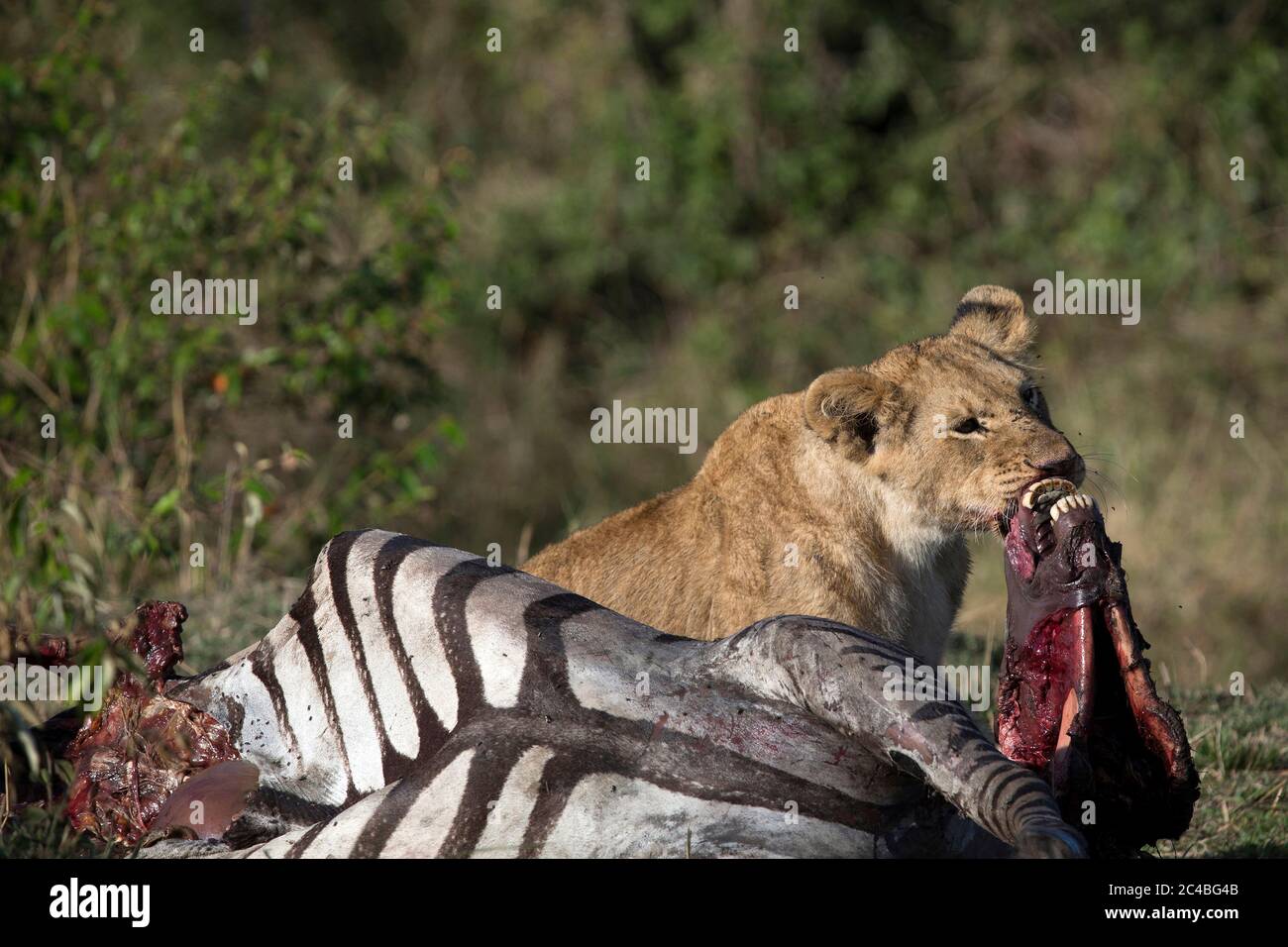 Lioness (panthera leo) with zebra kill in savanna Stock Photo