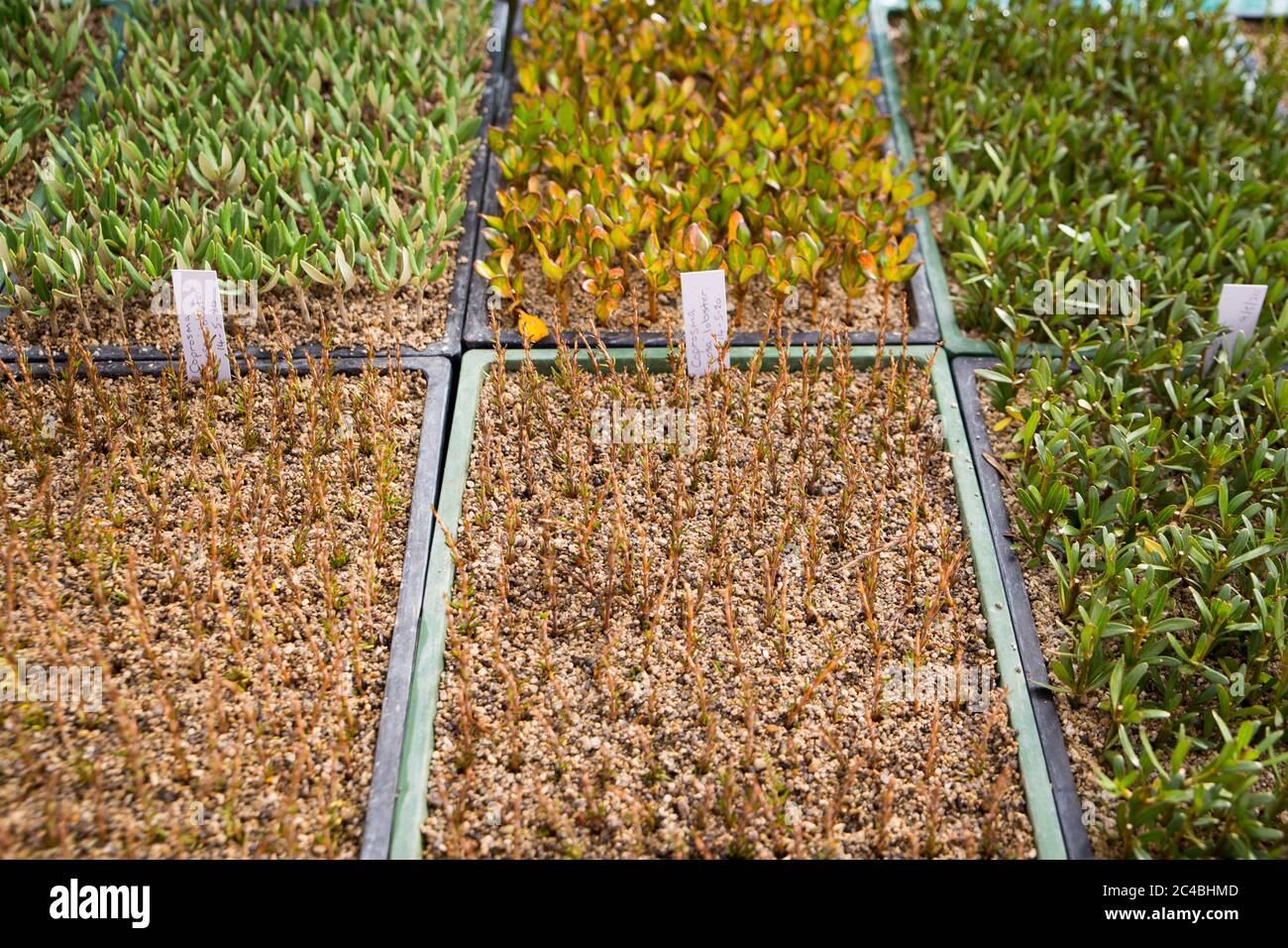 Trays of labelled native plant cuttings on a bench in a nursery in Canterbury, New Zealand Stock Photo