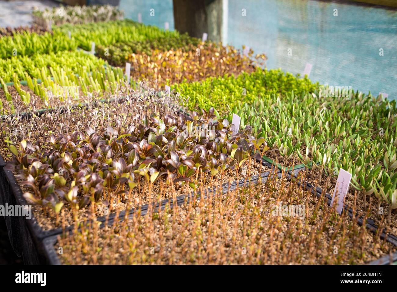 Trays of labelled native plant cuttings on a bench in a nursery in Canterbury, New Zealand Stock Photo