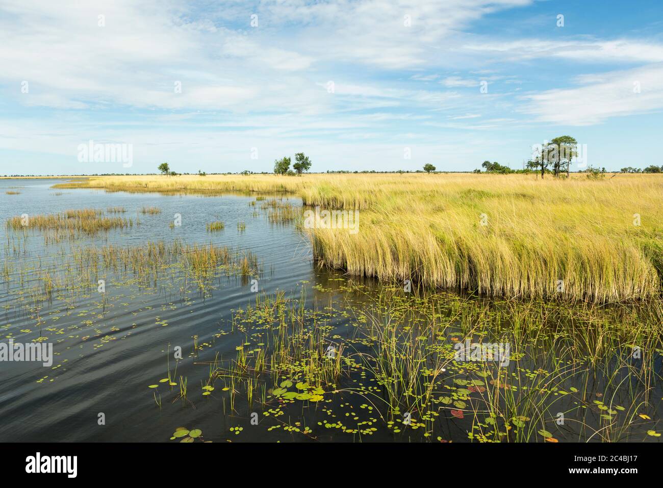 Reedbeds and waterways in the Okavango Delta, Botswana Stock Photo