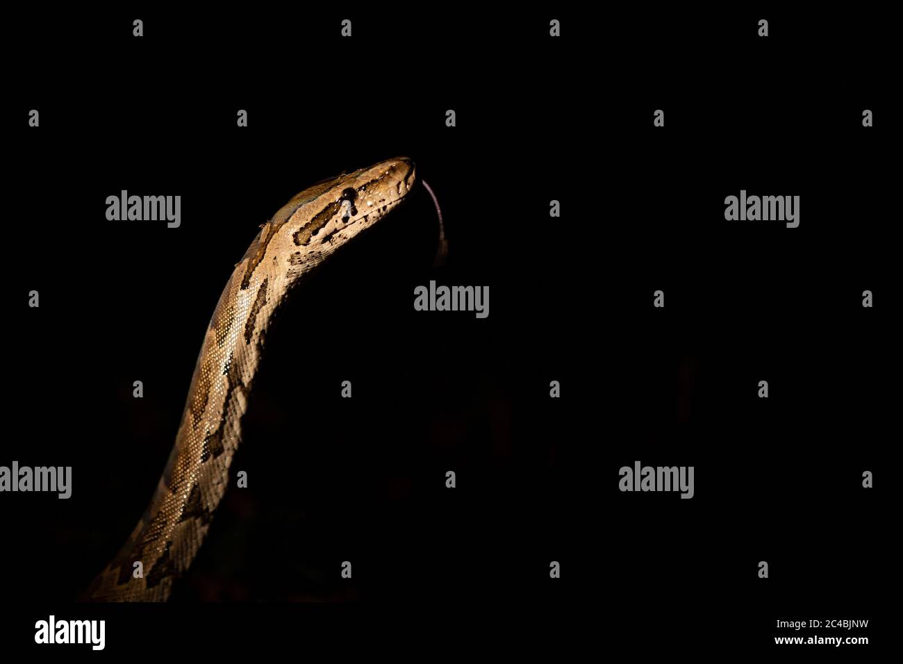 A python snake, Python sebae, rasies its head at night, lit up by spotlight, tongue extended out Stock Photo