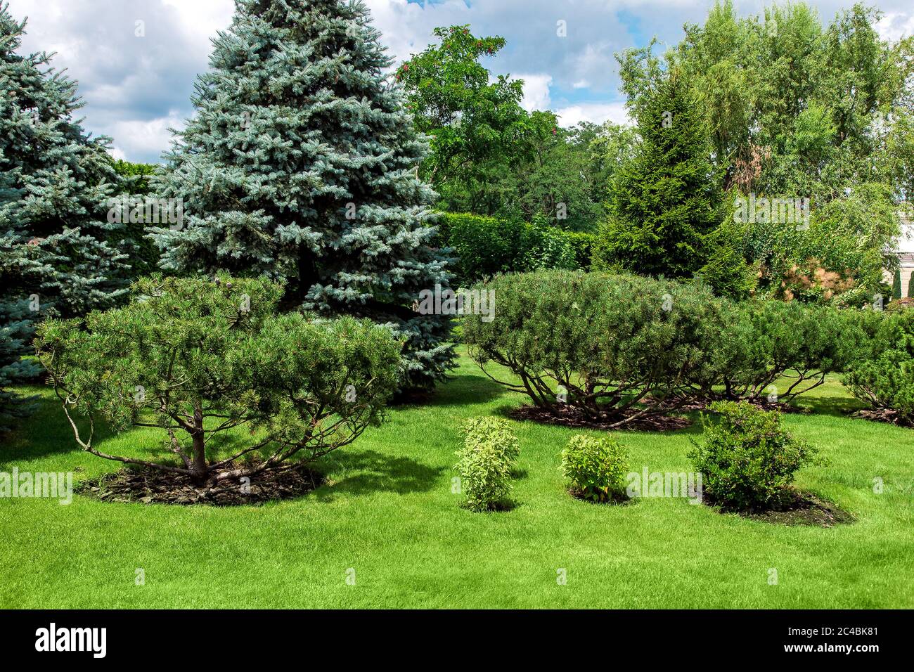 Garden With Green Lawn And Pine Trees Cultivated By Mulching With Tree Bark Stock Photo Alamy