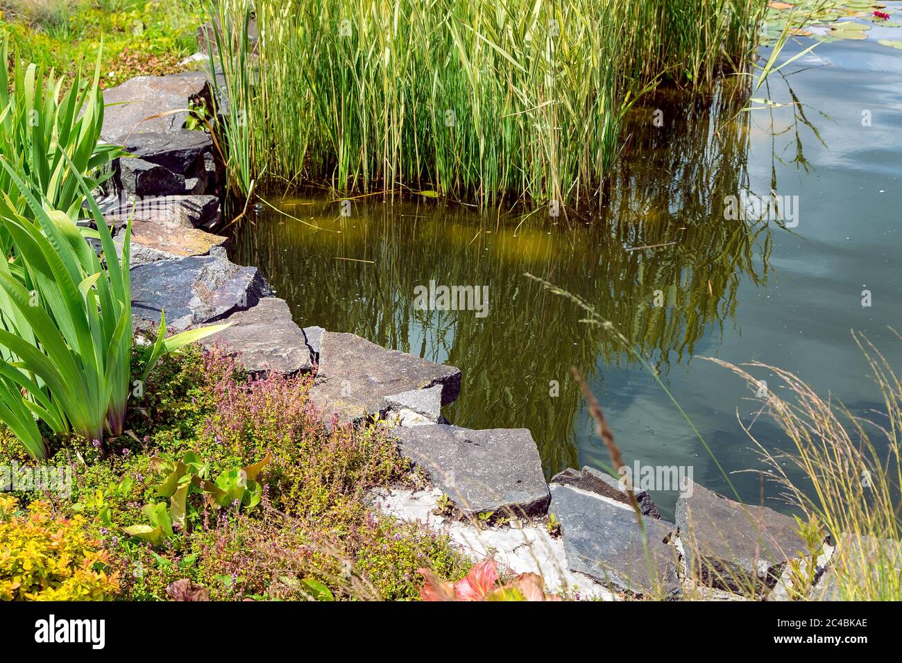 artificial pond with reeds and decorative stone on the shore with a