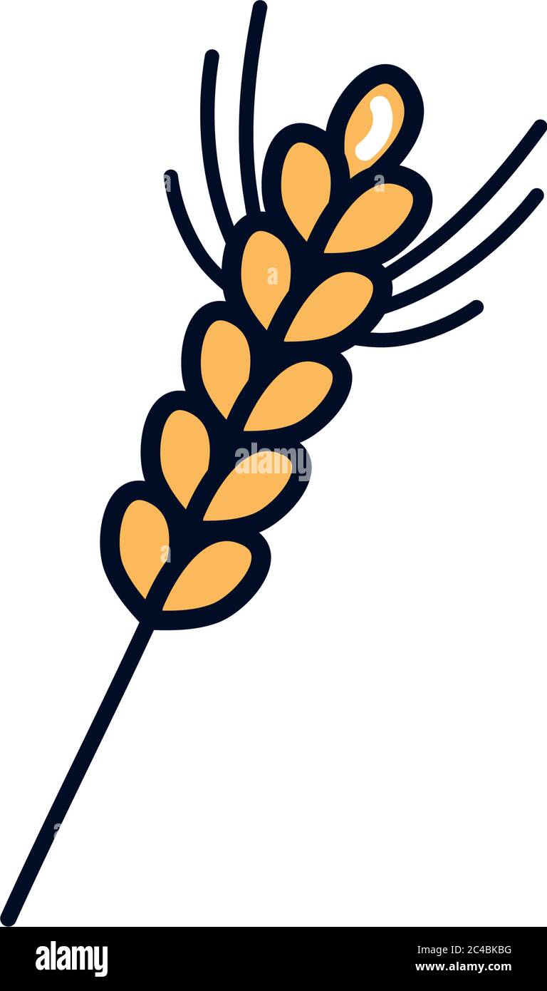 ears of wheat icon over white background, line fill style, vector ...