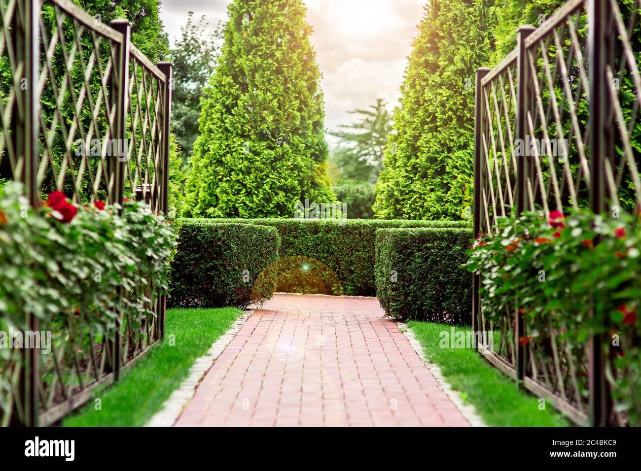 the rose garden turning into the alley in a hedge of thuja from the clouds the sun shines. Stock Photo
