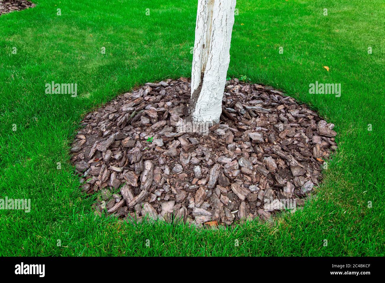 mulching a tree bark around a tree growing on a green lawn, closeup Stock Photo Alamy