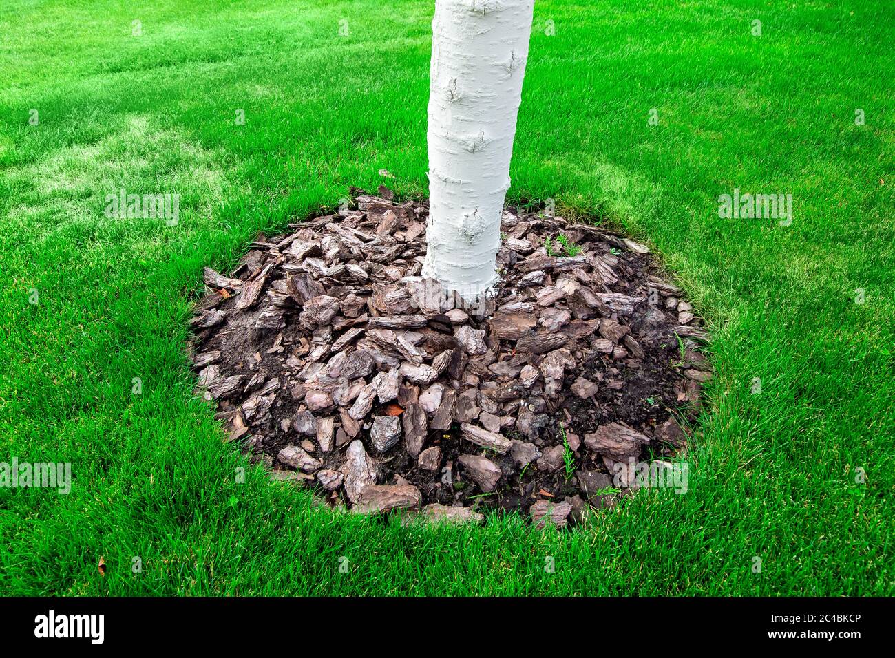 Mulching a bark of a tree trunk, lime whitewashed tree trunks on a