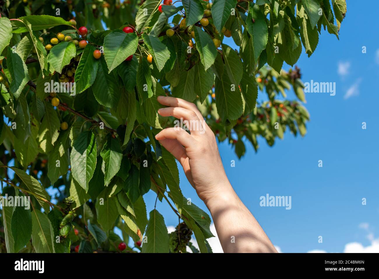 Hand picking cherry fruits in summer season Stock Photo Alamy