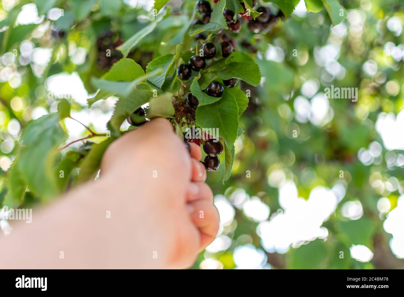 Hand picking cherry fruits in summer season Stock Photo Alamy