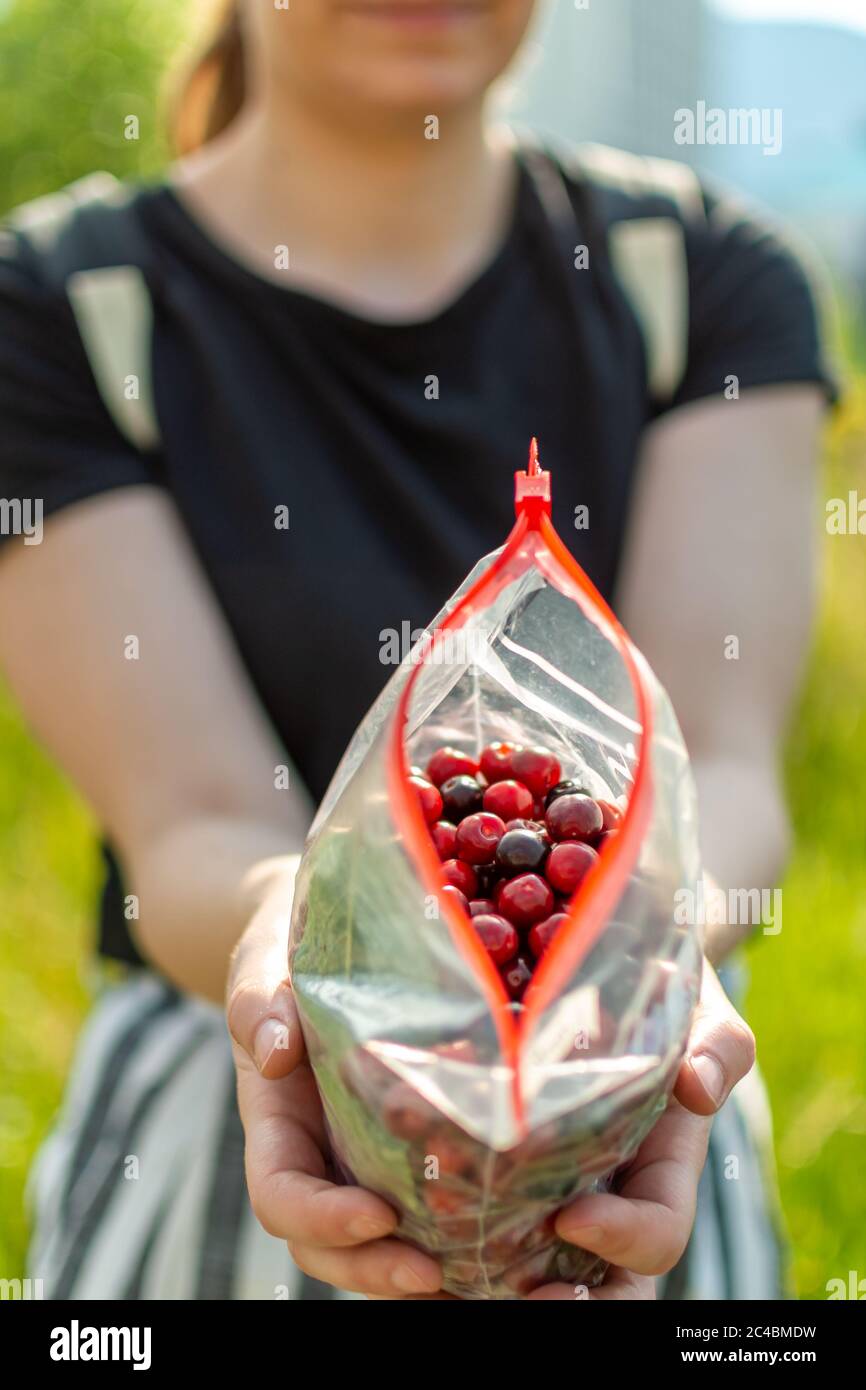Woman holding in hand bag of fresh cherry just picked from the tree Stock Photo