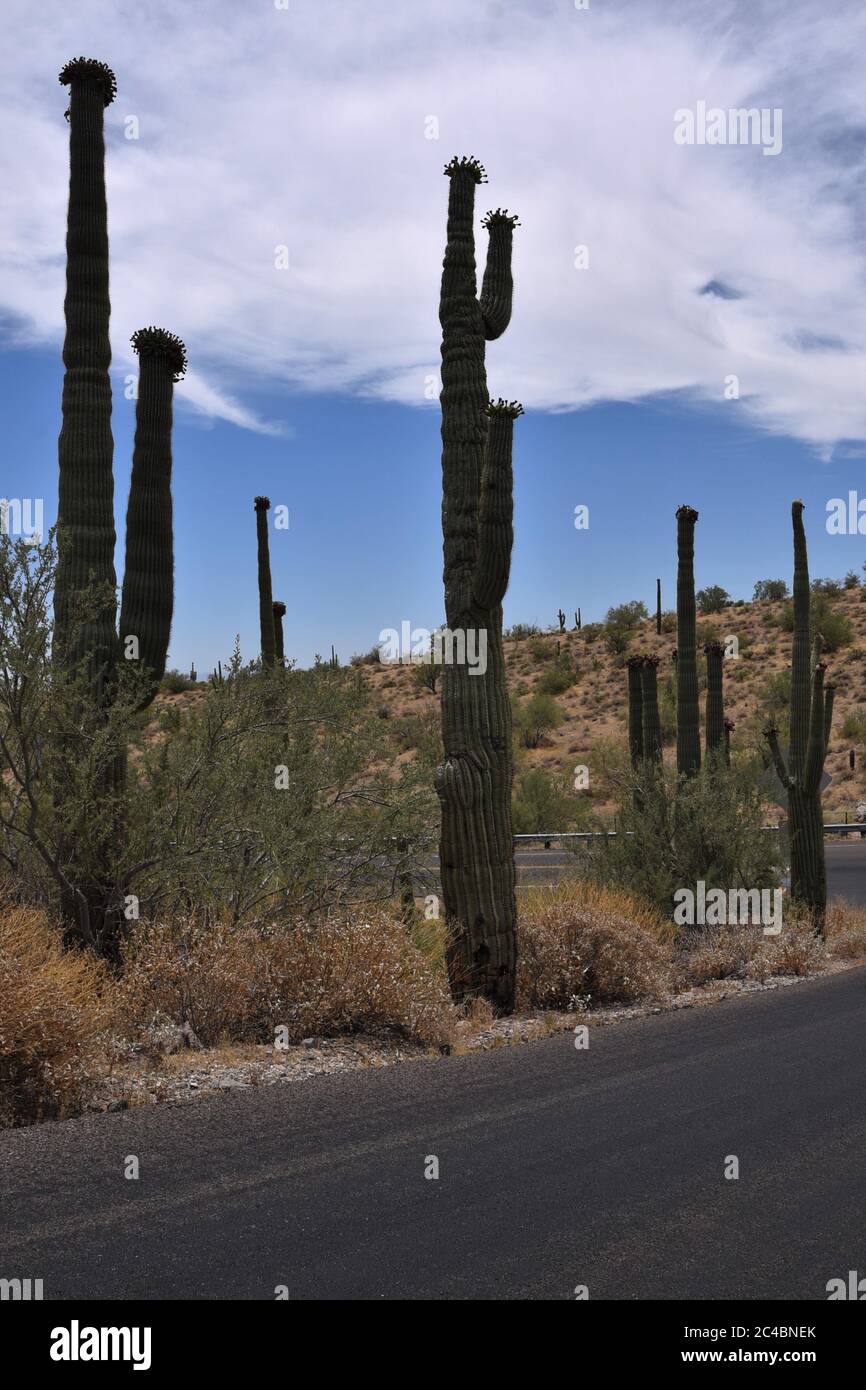 On the Arizona road viewing Saguaro cactus and desert landscapes Stock