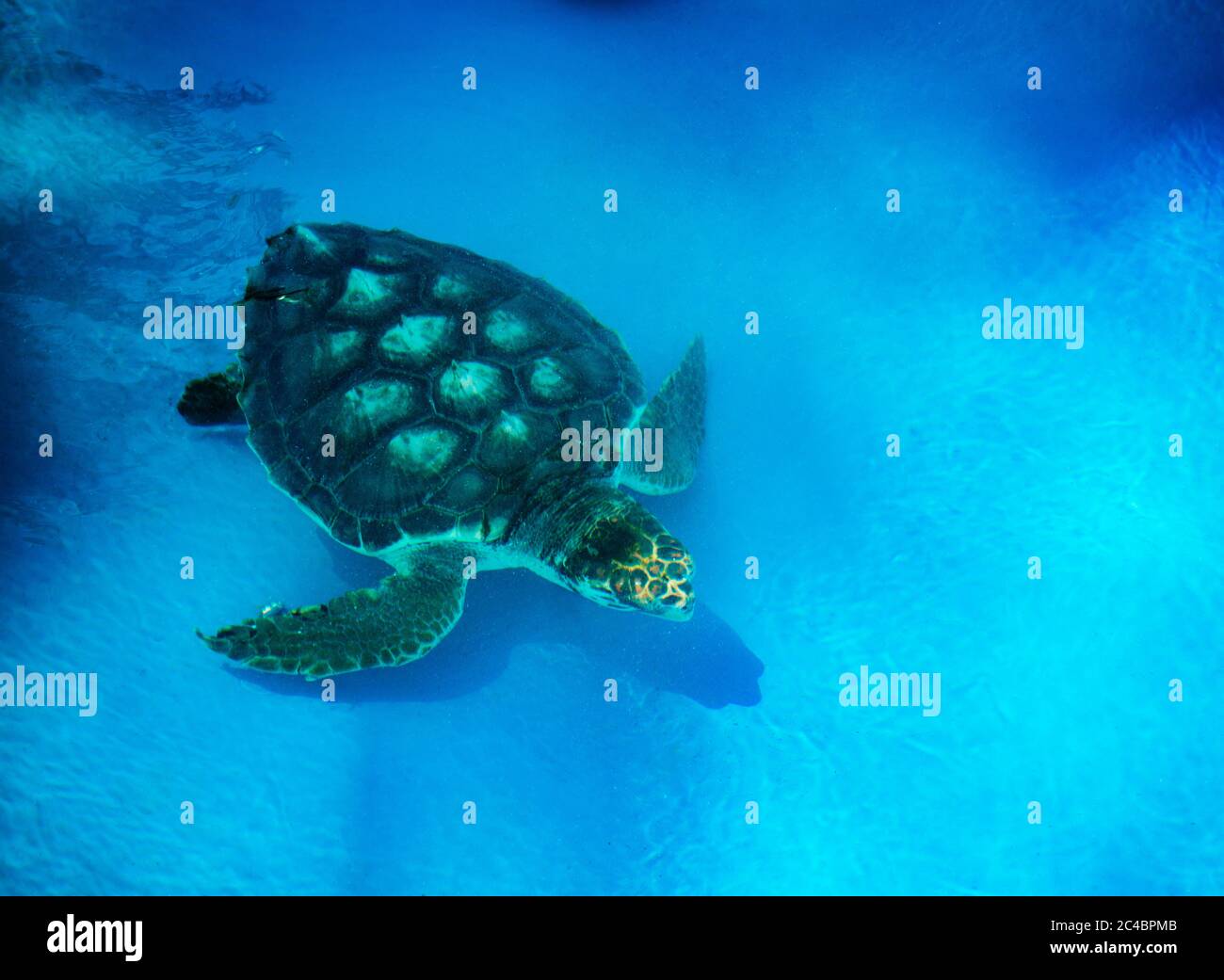 Sea Turtle In Water Hawksbill sea turtle swimming in hi-res stock photography and images ...
