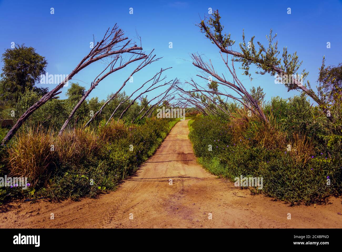 Love Lake, Al Qudra United Arab Emirates Desktop Stock Photo