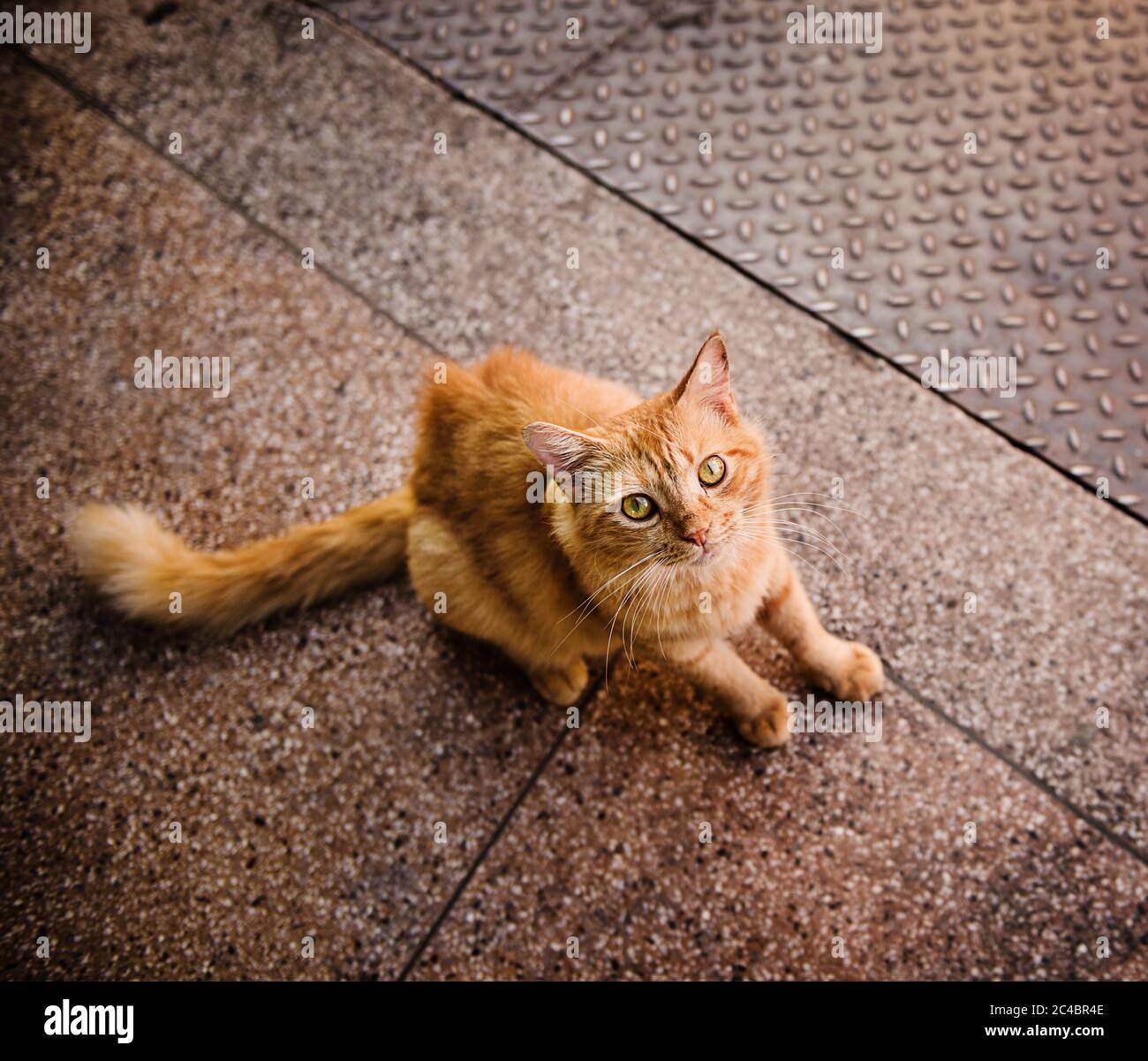 Orange tabby street cat in Salvador, Bahia, Brazil Stock Photo