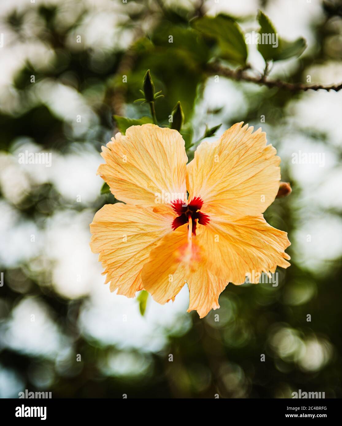 Yellow hibiscus flower plant hi-res stock photography and images - Alamy