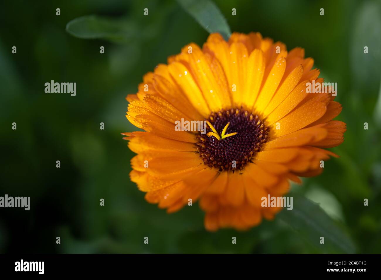Orange flower with dewdrops of common marigold (Calendula officinalis) from the the daisy family, edible garden plant and medicinal herb for cosmetics Stock Photo