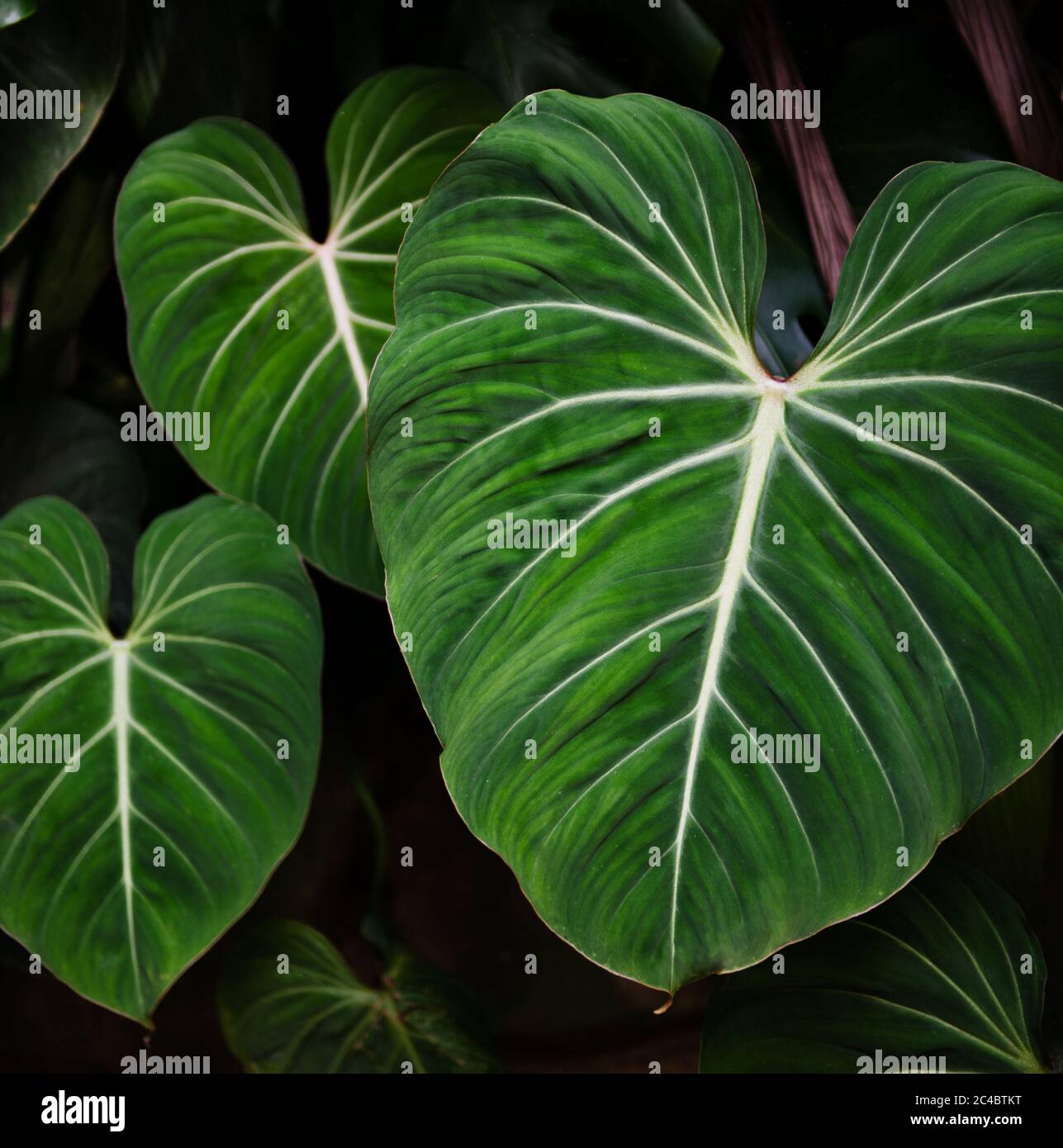 close up of green leaves in Parque Lage, a public park in the city of Rio de Janeiro, located in the Jardim Botânico neighborhood in Rio De janeiro Stock Photo