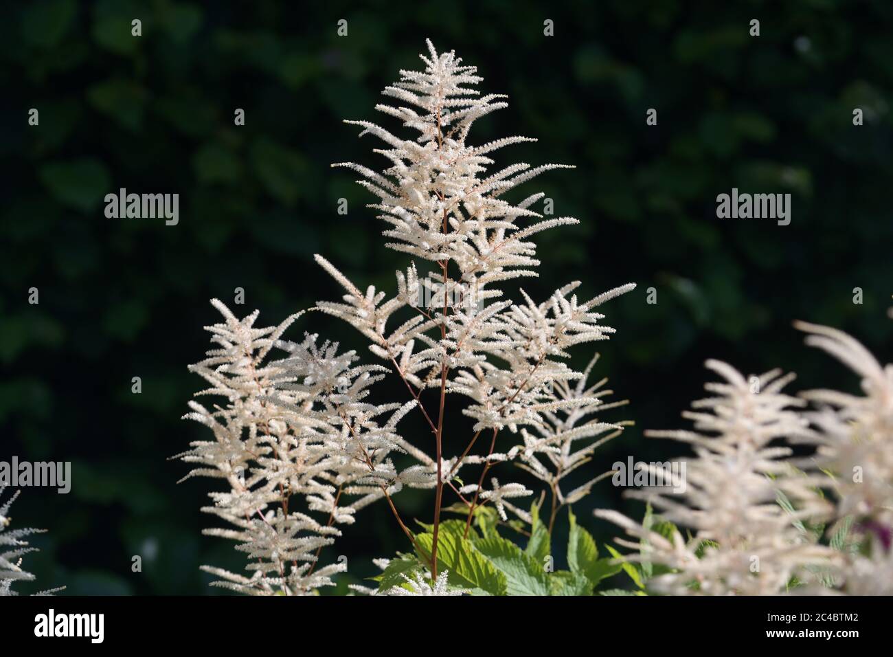 Feathery white flowers of goat's beard or buck's-beard (Aruncus dioicus), perennial plant can be found in moist woodland and is suitable for shady gar Stock Photo