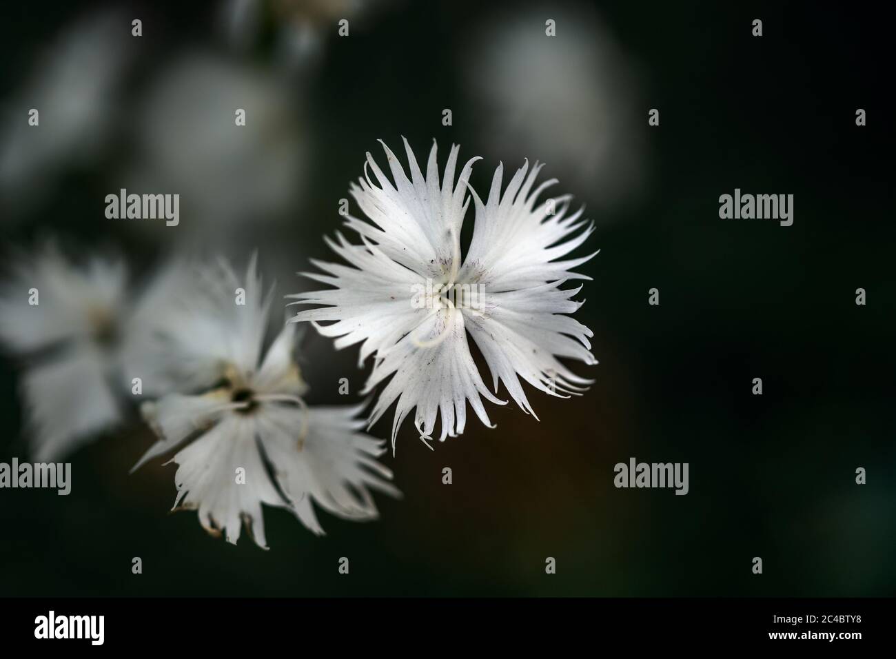 White flower of Dianthus arenarius against a dark background with copy space, close-up, selected focus, very narrow depth of field Stock Photo