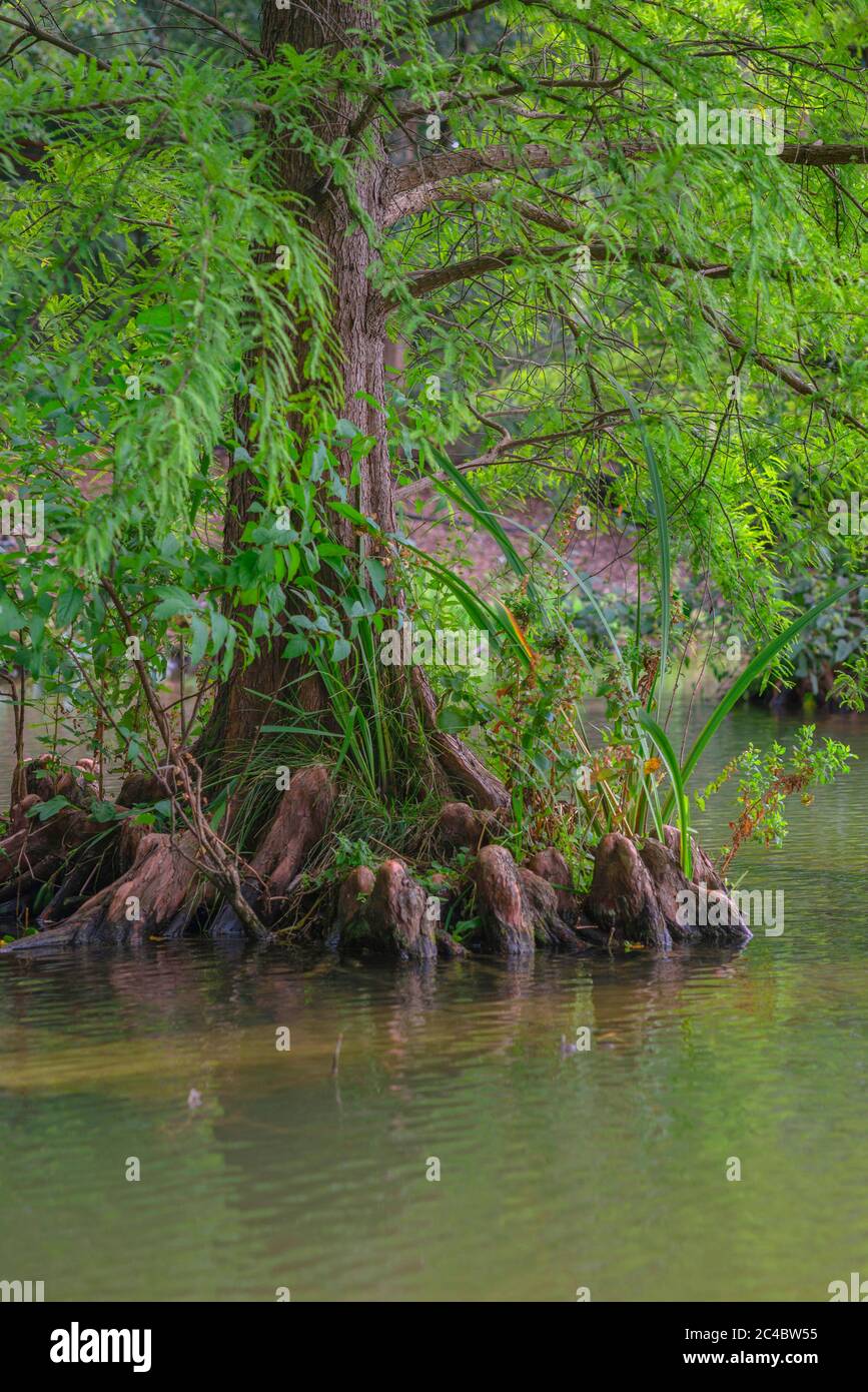 baldcypress, bald-cypress, southern cypress, tidewater cypress, red cypress, swamp cypress (Taxodium distichum), roots Stock Photo