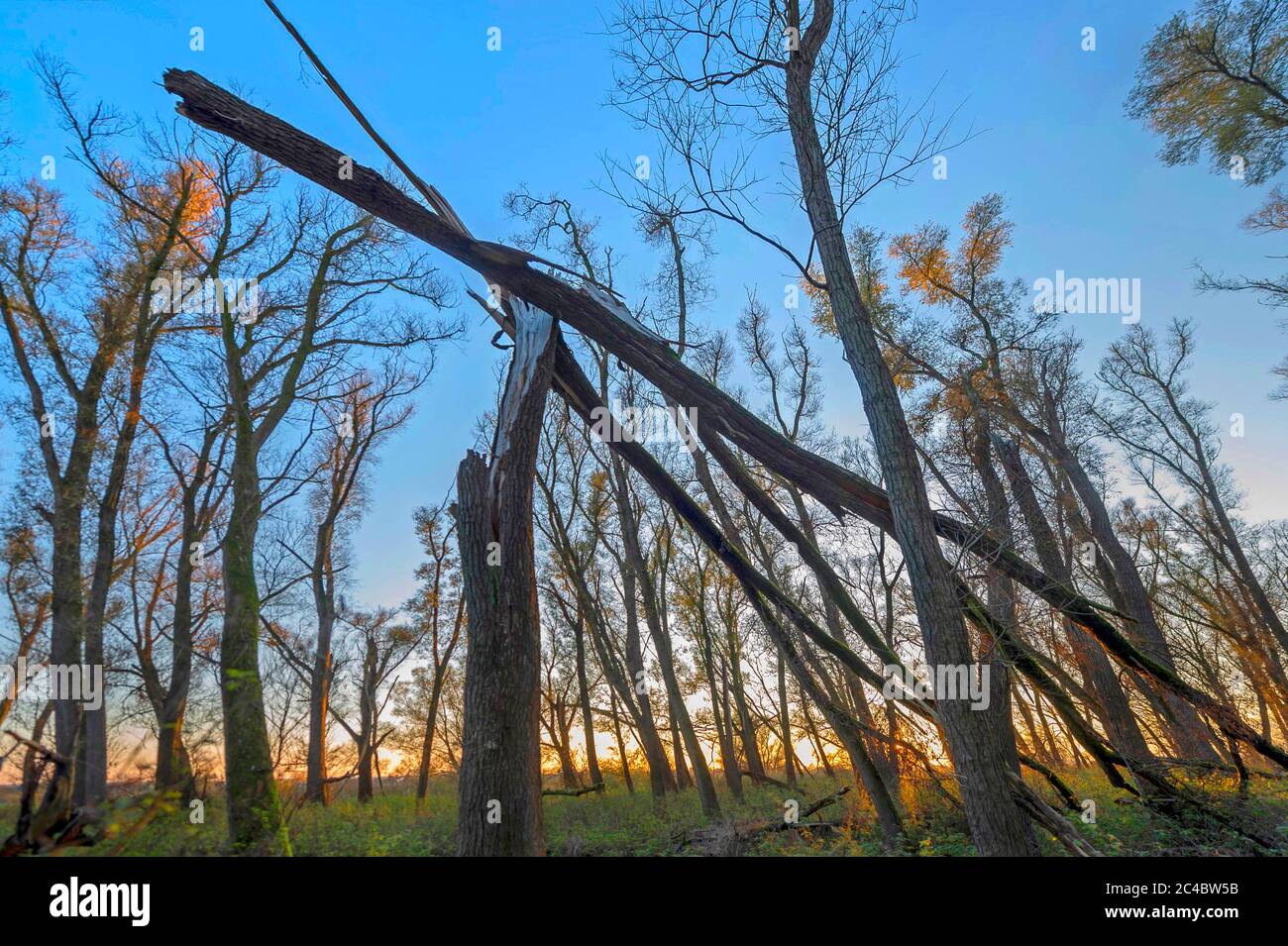 floodplain forest Vollhoefner Wald at sunset, Germany, Vollhoefner Wald, Hamburg Stock Photo