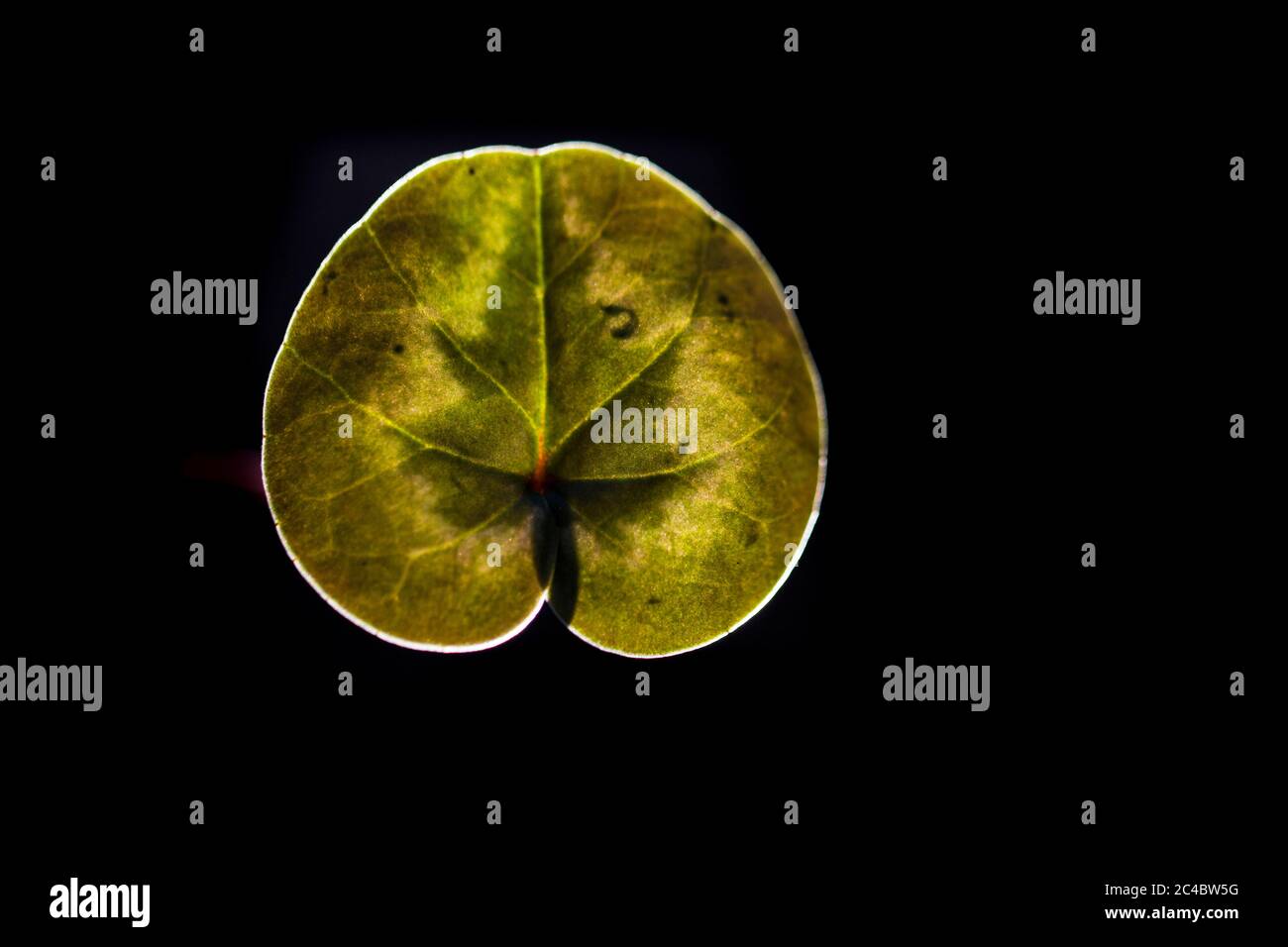 Cyclamen leaf hires stock photography and images Alamy