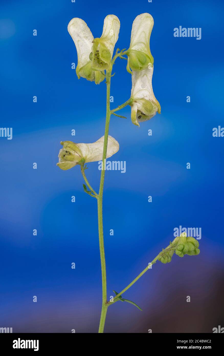 Yellow wolfsbane, Northern Wolfsbane, Monkshood, Wolf's bane (Aconitum lycoctonum ssp. vulparia, Aconitum vulparia), blooming against blue sky, Germany, Bavaria Stock Photo