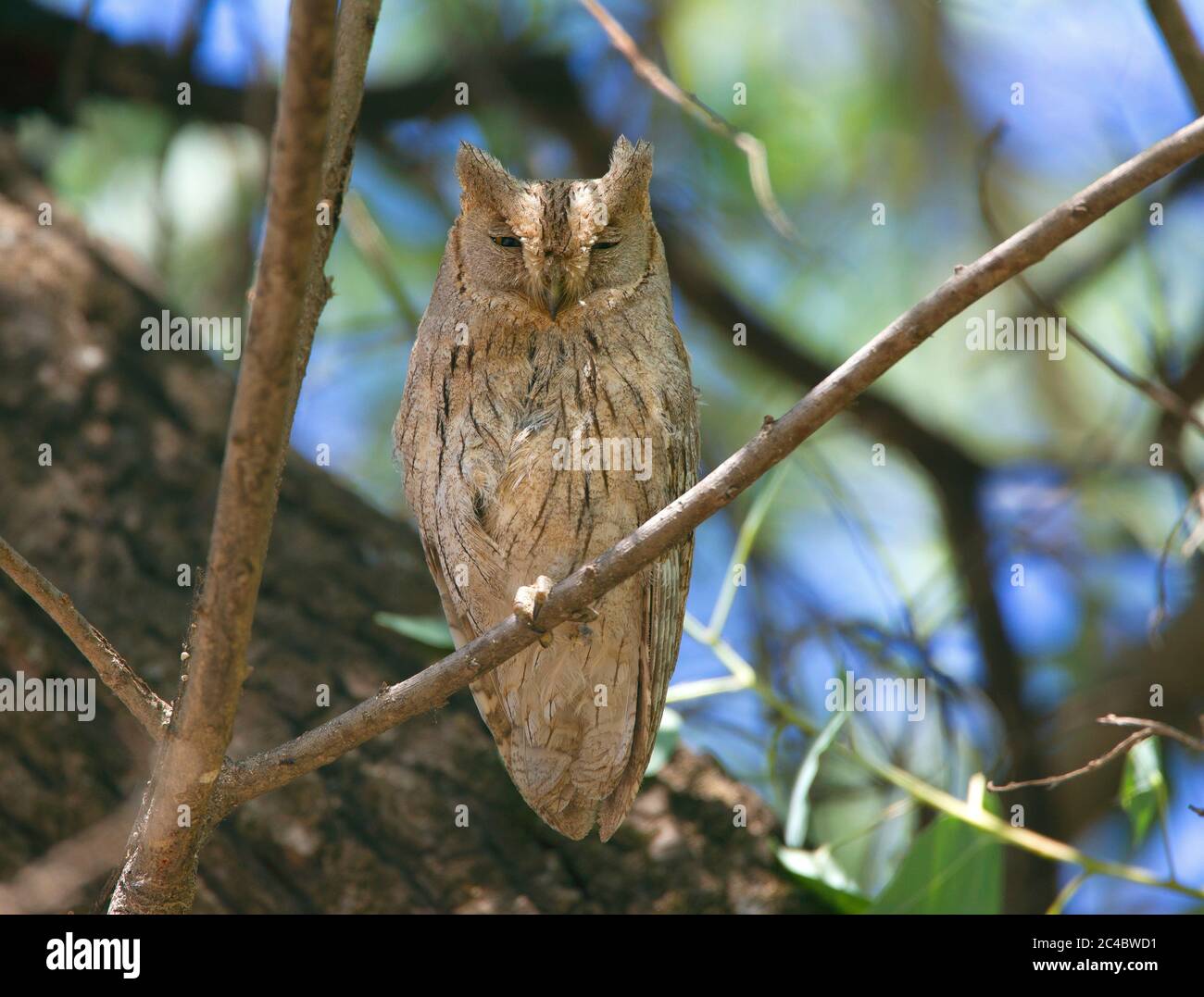 pallid scops owl (Otus brucei), roosting on a branch on a tree, front view, Turkey, Birecik Stock Photo