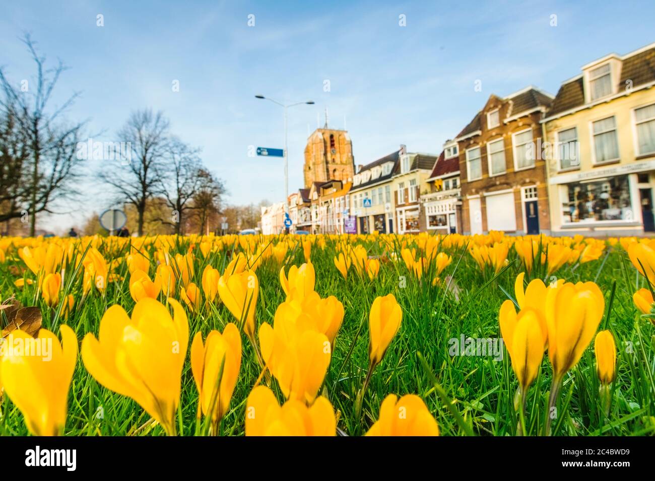 yellow crocus (Crocus spec.), blooming in a lawn of a park, Netherlands Stock Photo