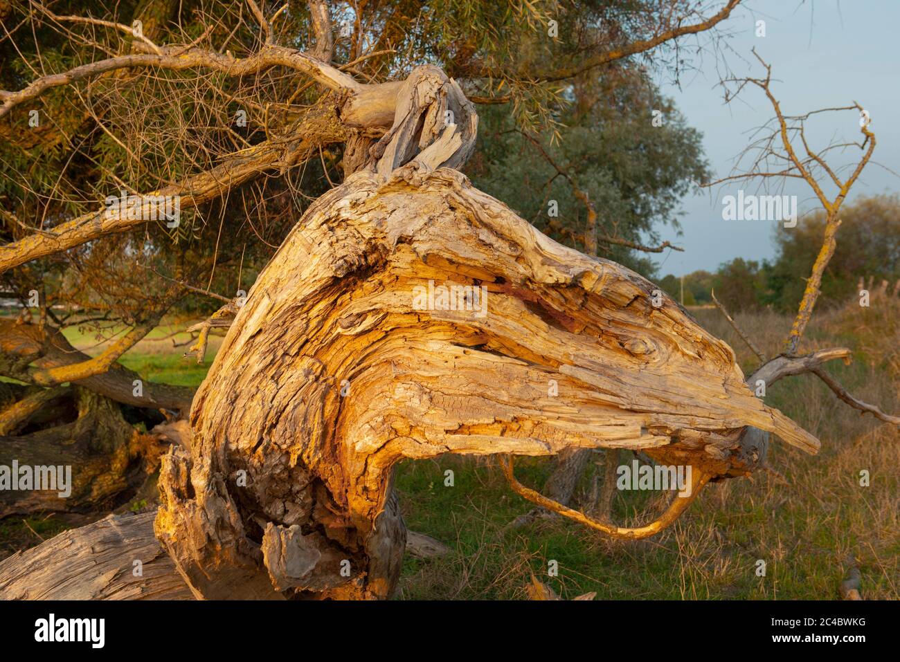 Decayed stems hi-res stock photography and images - Alamy