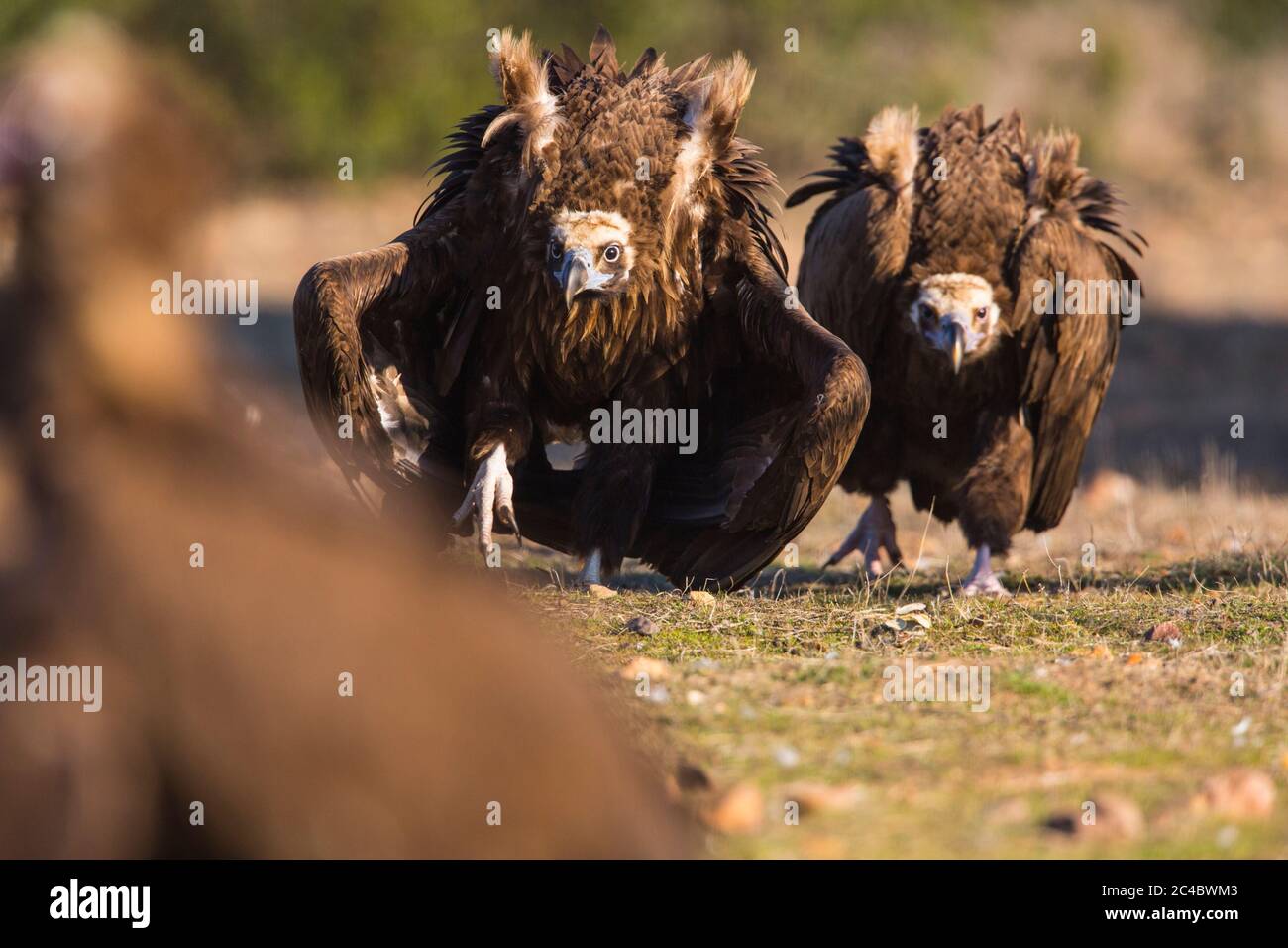 cinereous vulture (Aegypius monachus), Adults in defending position with wings raised, Spain, Extremadura, Caceres Stock Photo