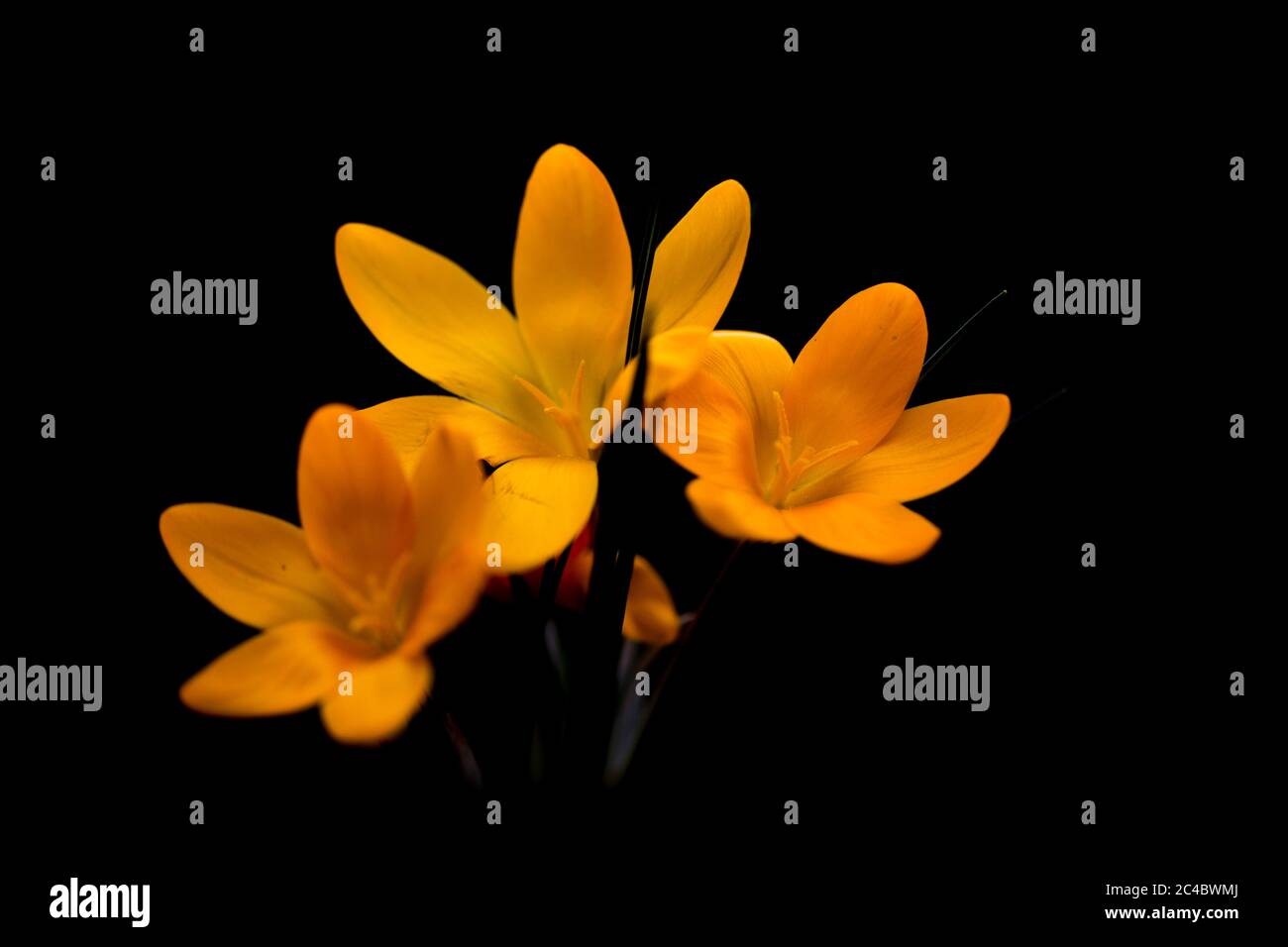 yellow crocus (Crocus spec.), flowers against black background Stock Photo