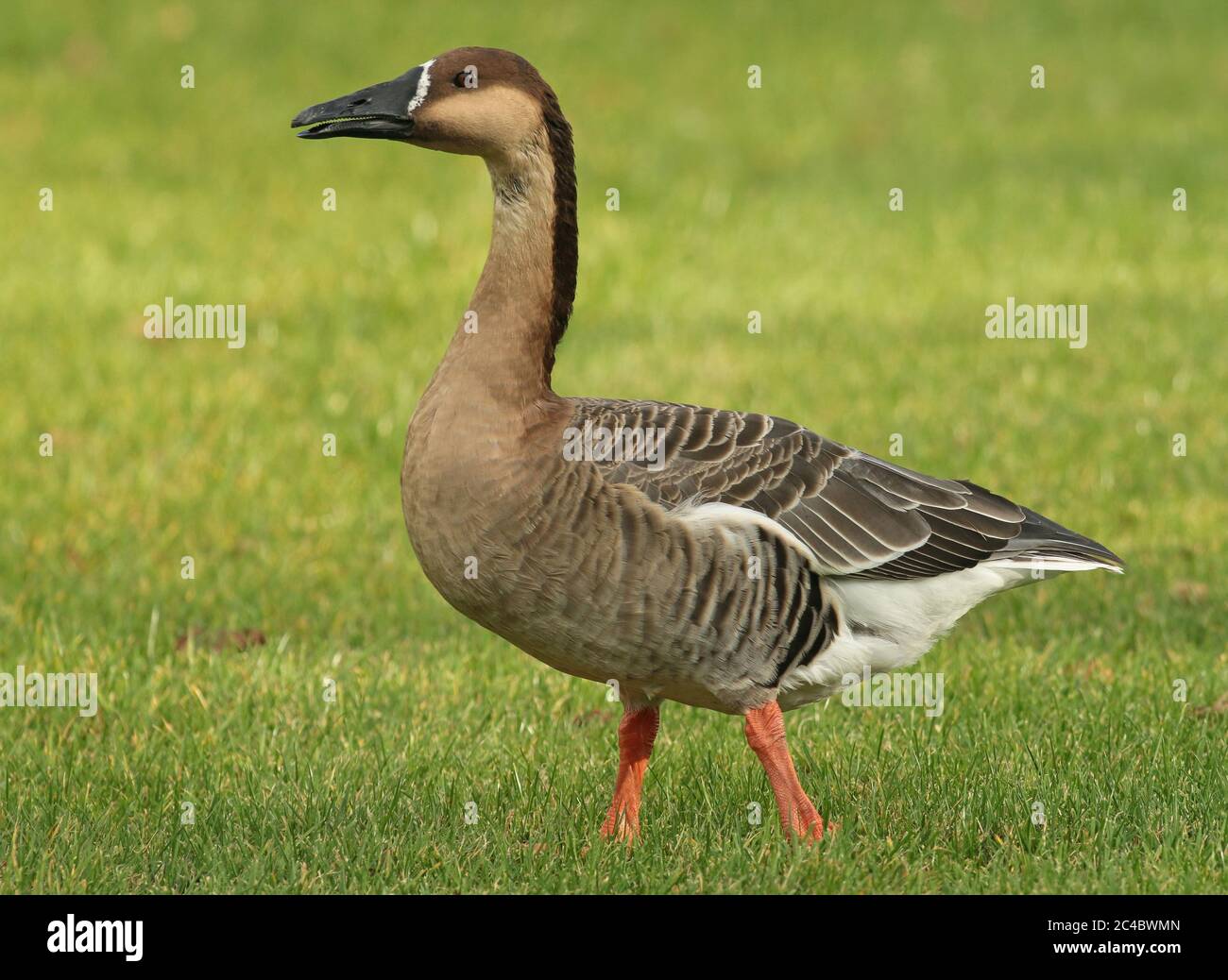 Swan Goose, Brown African Goose (Anser cygnoides), standing on a green lawn, side view, Netherlands Stock Photo
