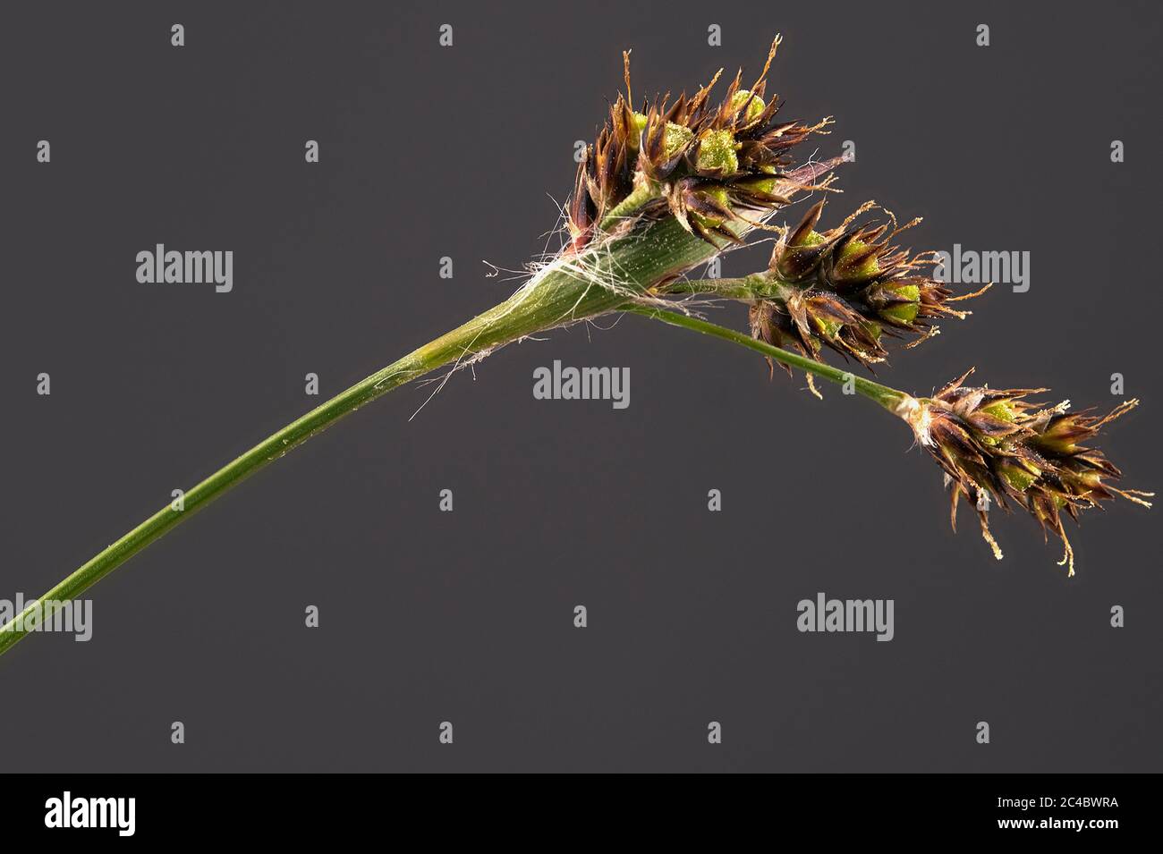 field wood-rush, sweeps brush (Luzula campestris), blooming against grey background, Germany, Bavaria Stock Photo