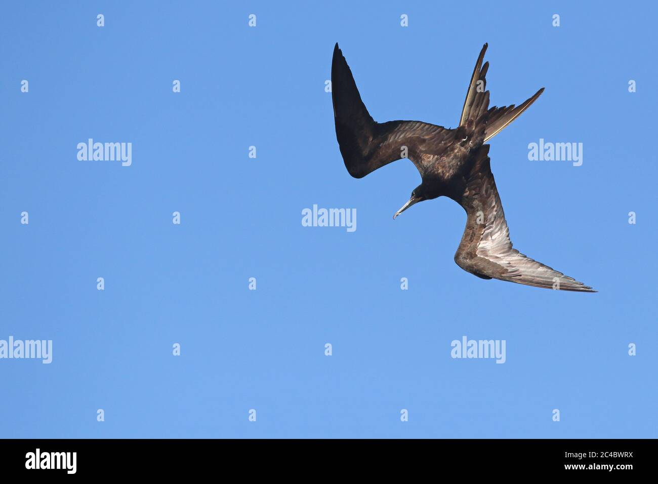 magnificent frigate bird (Fregata magnificens), male in swoop over the Pacific ocean, Costa Rica Stock Photo