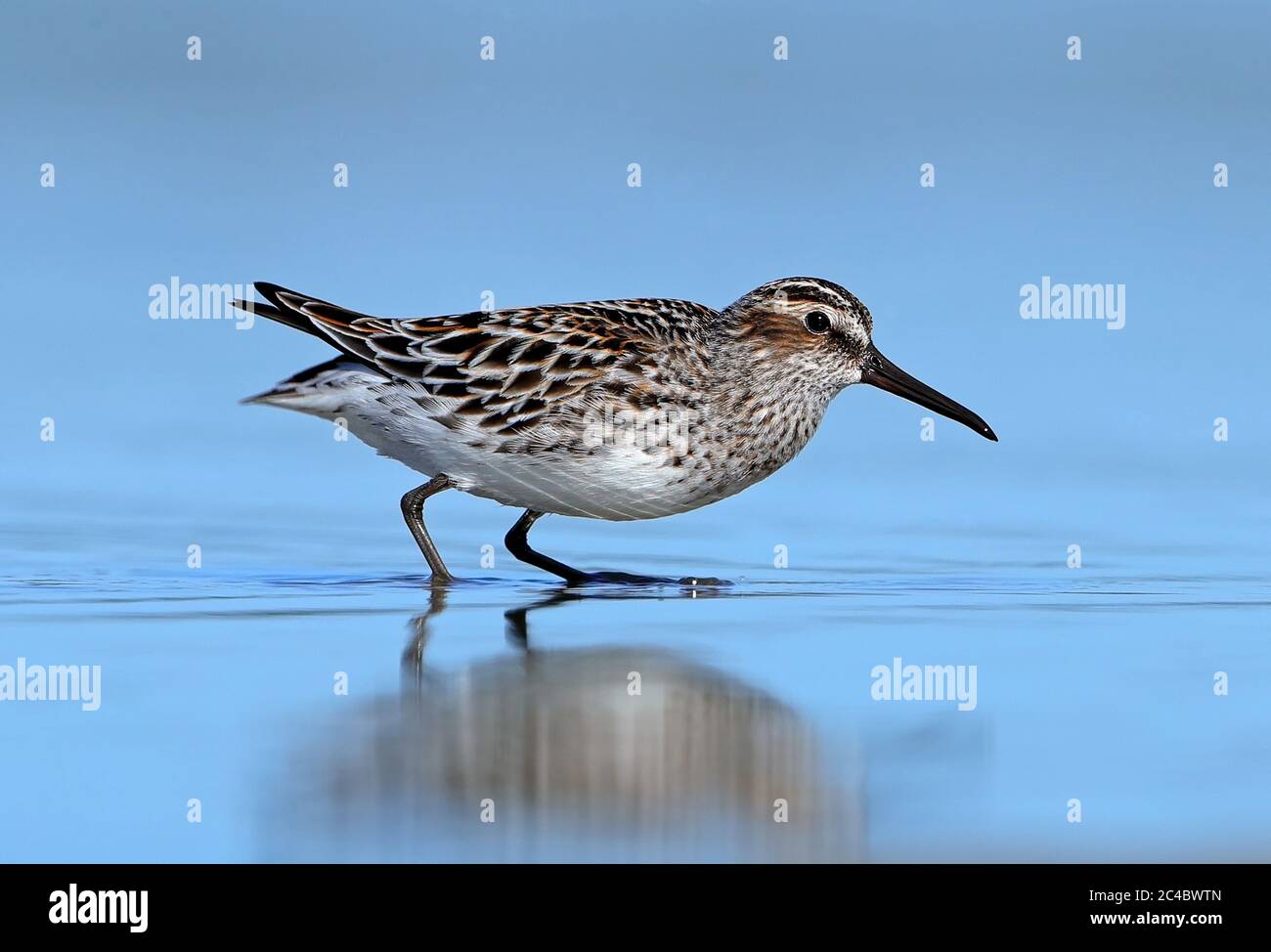 broad-billed sandpiper (Calidris falcinellus, Limicola falcinellus), foraging in shallow water, side view, France, Hyeres Stock Photo