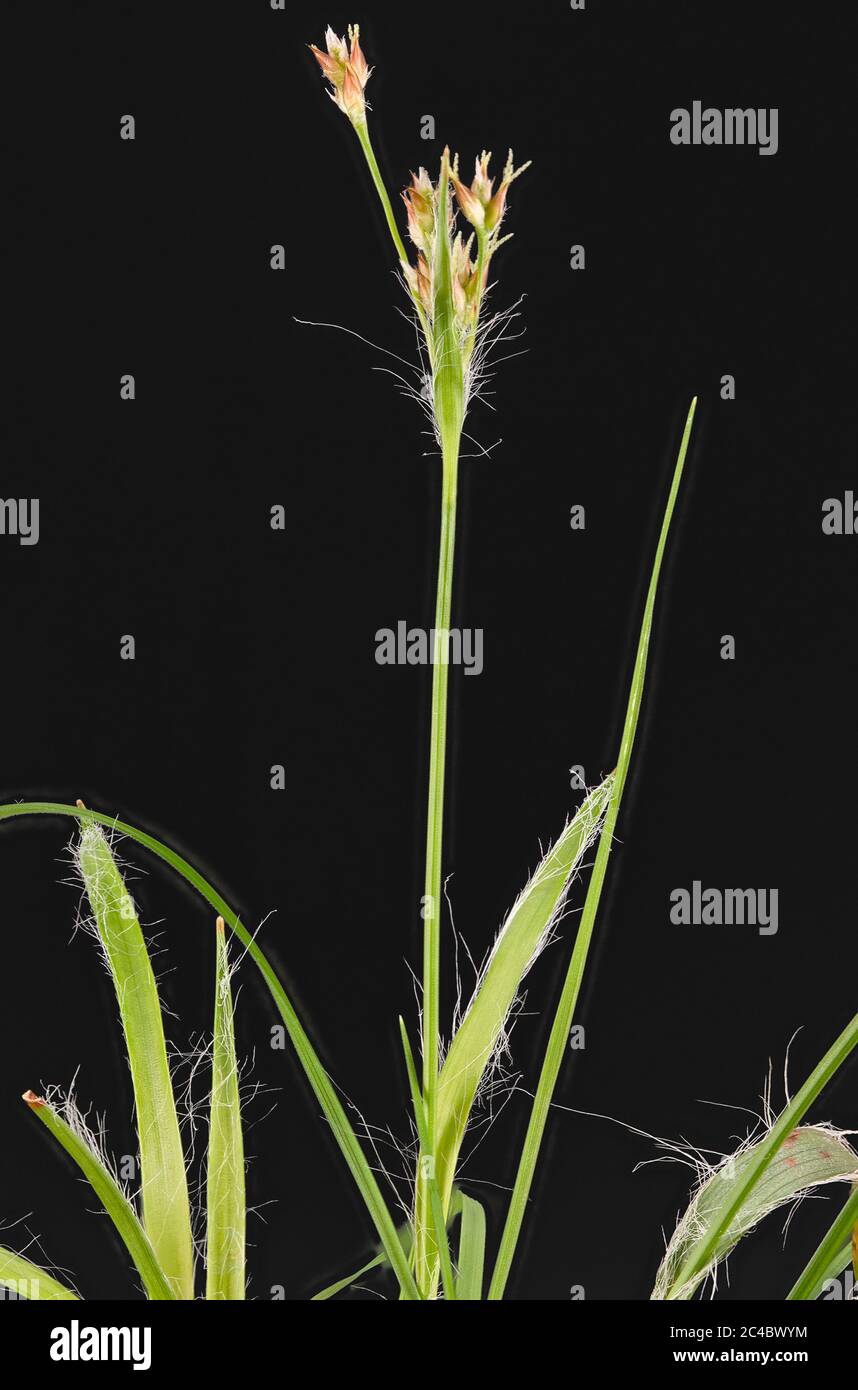 field wood-rush, sweeps brush (Luzula campestris), blooming against black background, Germany, Bavaria Stock Photo