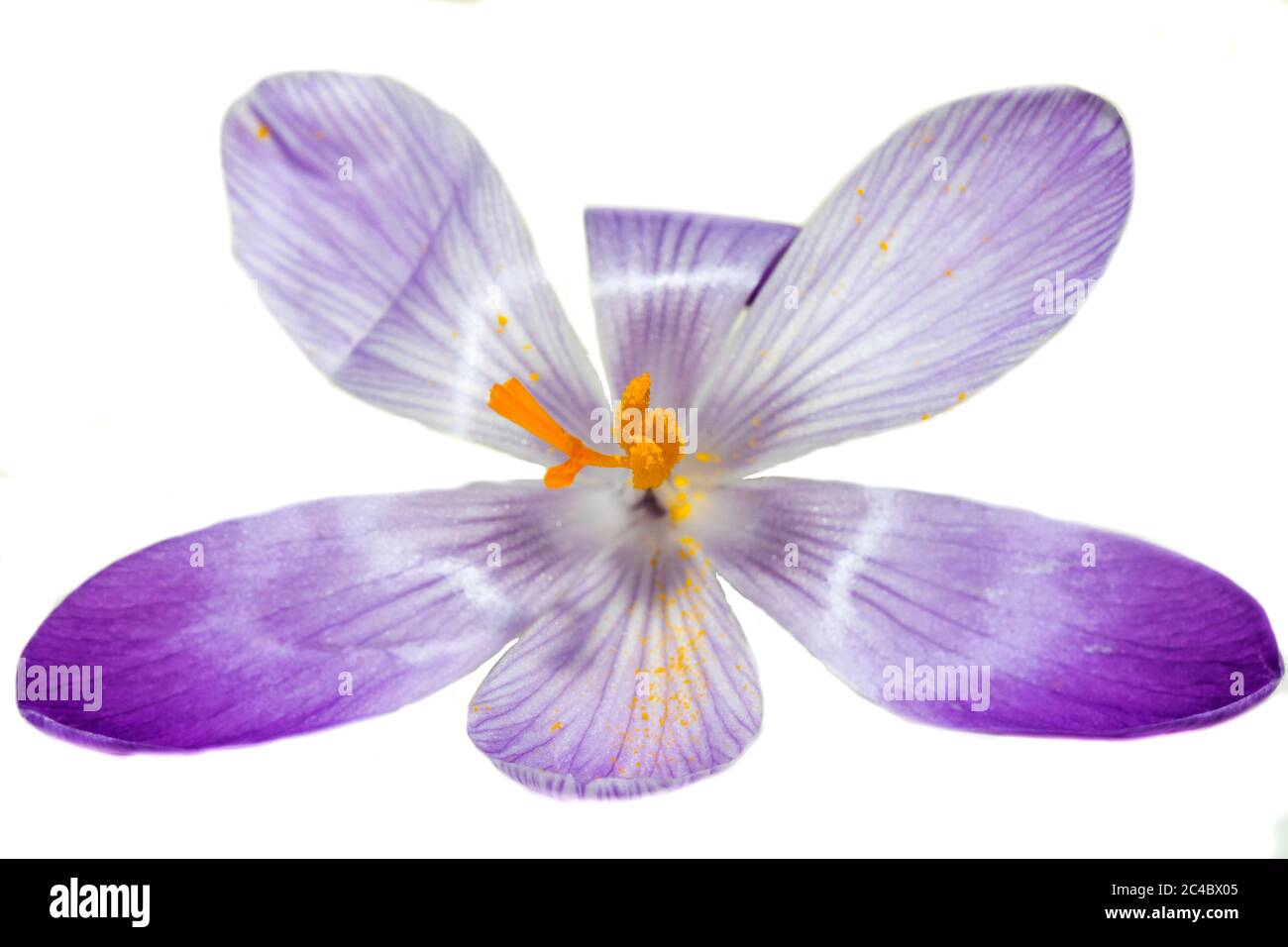 Dutch crocus, spring crocus (Crocus vernus, Crocus neapolitanus), open flower, cutout Stock Photo