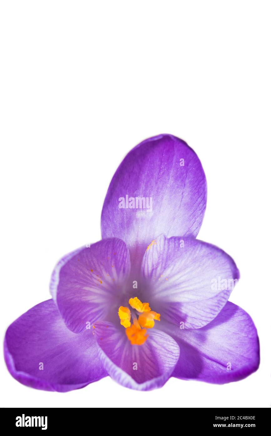 Dutch crocus, spring crocus (Crocus vernus, Crocus neapolitanus), open flower, cutout Stock Photo