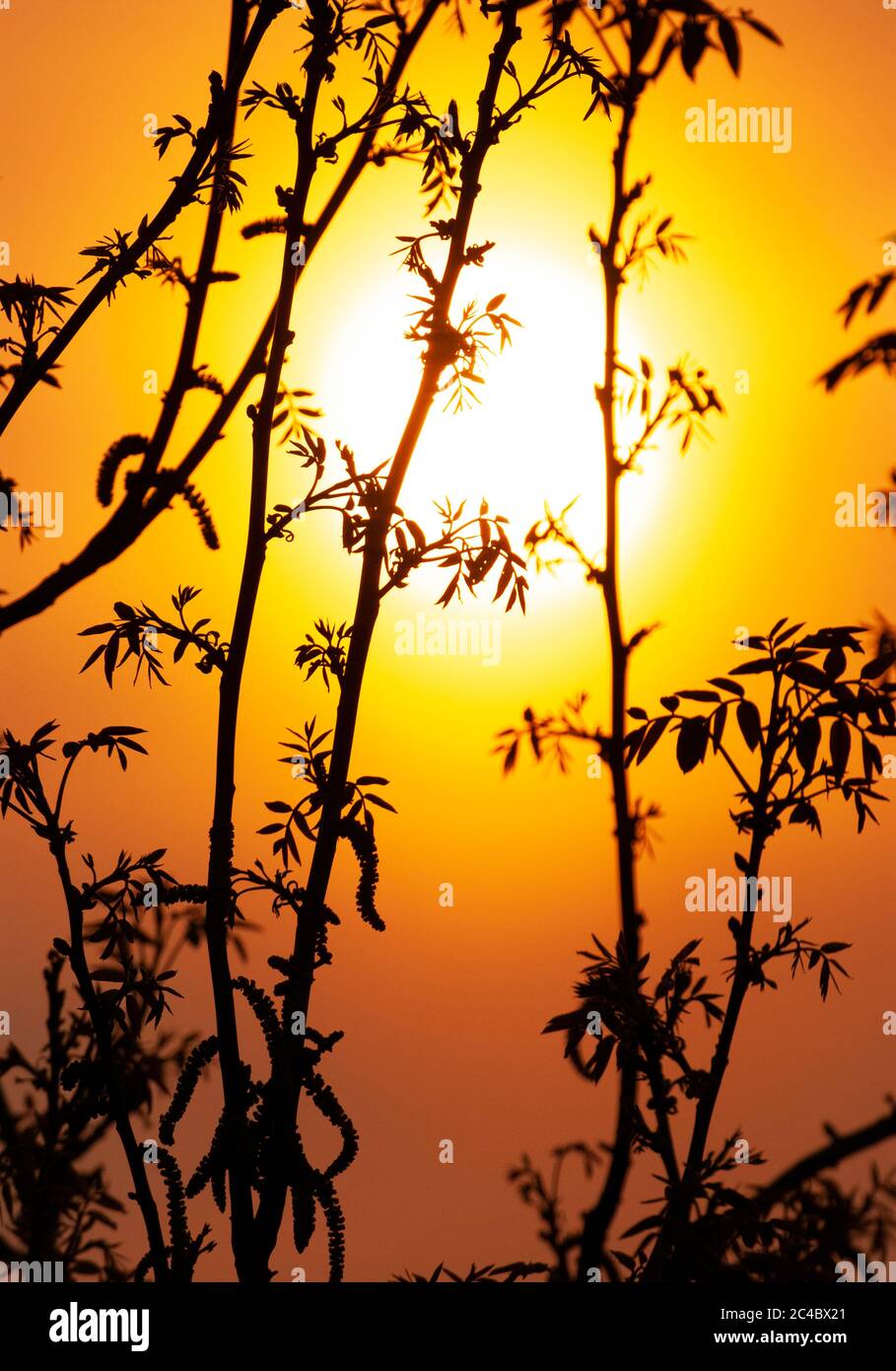 Sunset with leaves infront of the sun, Netherlands, Almere Stock Photo