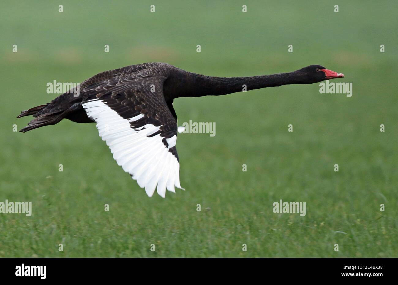 black swan (Cygnus atratus), in flight, side view, Netherlands