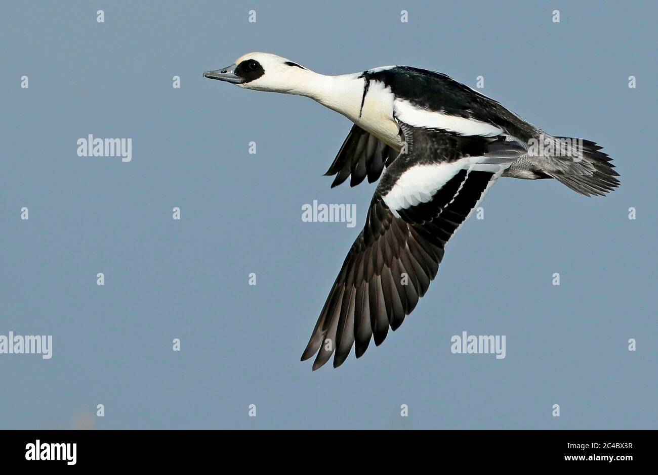 smew (Mergellus albellus, Mergus albellus), male in flight, side view, Netherlands Stock Photo