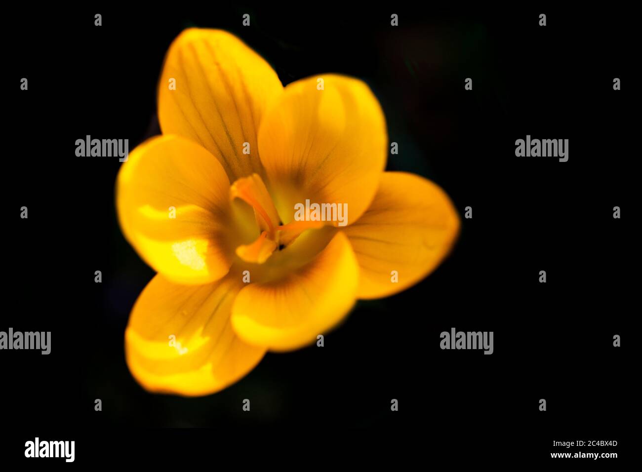 yellow crocus (Crocus spec.), flower against black background Stock