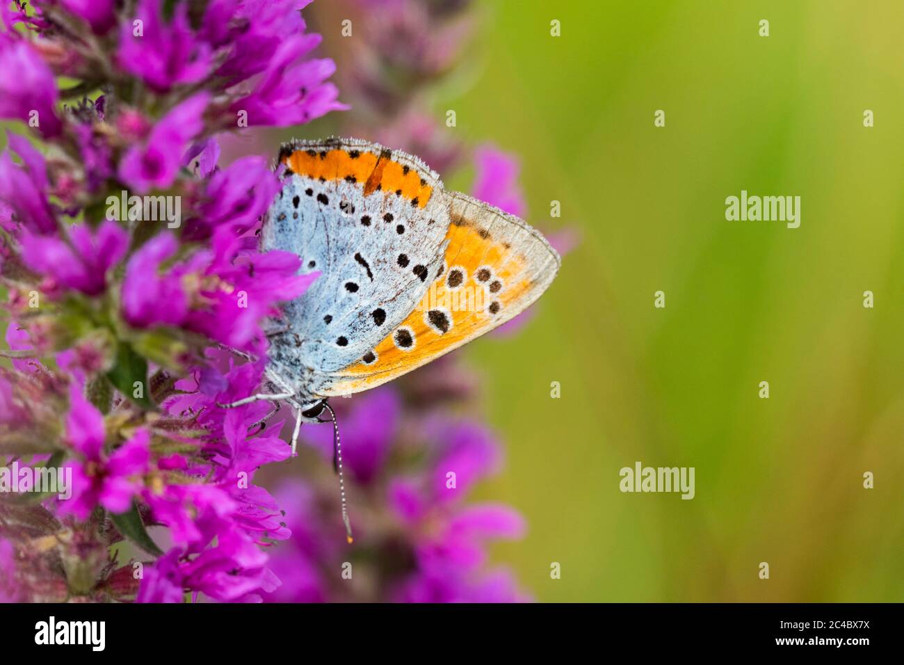 Batavus High Resolution Stock Photography and Images - Alamy