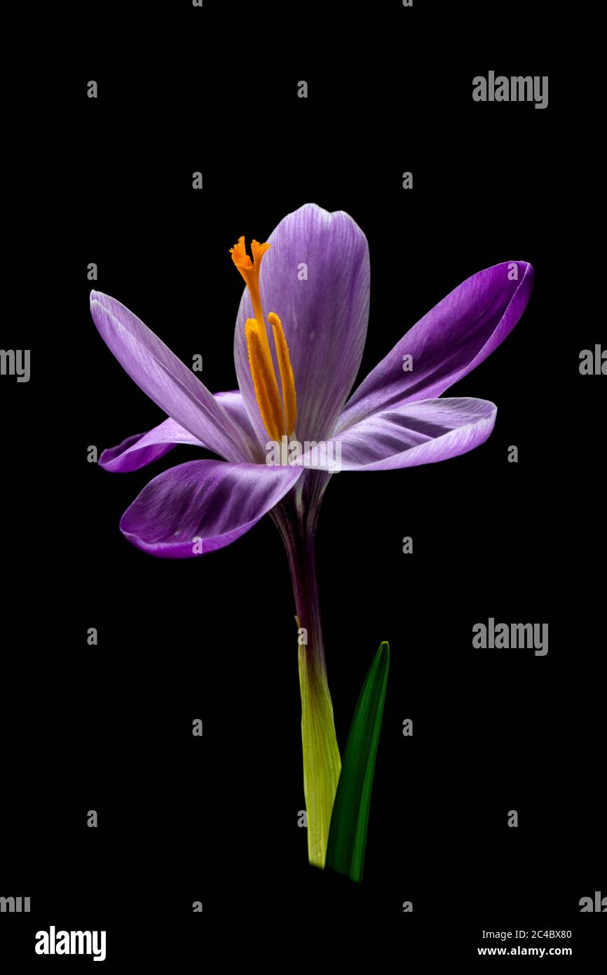 Dutch crocus, spring crocus (Crocus vernus, Crocus neapolitanus), open flower against black background Stock Photo
