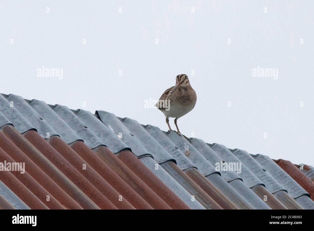swinhoe's snipe (Gallinago megala), perching on a corrugated iron roof, front view, Finland, Tohmajarvi, Vaertsilae Stock Photo