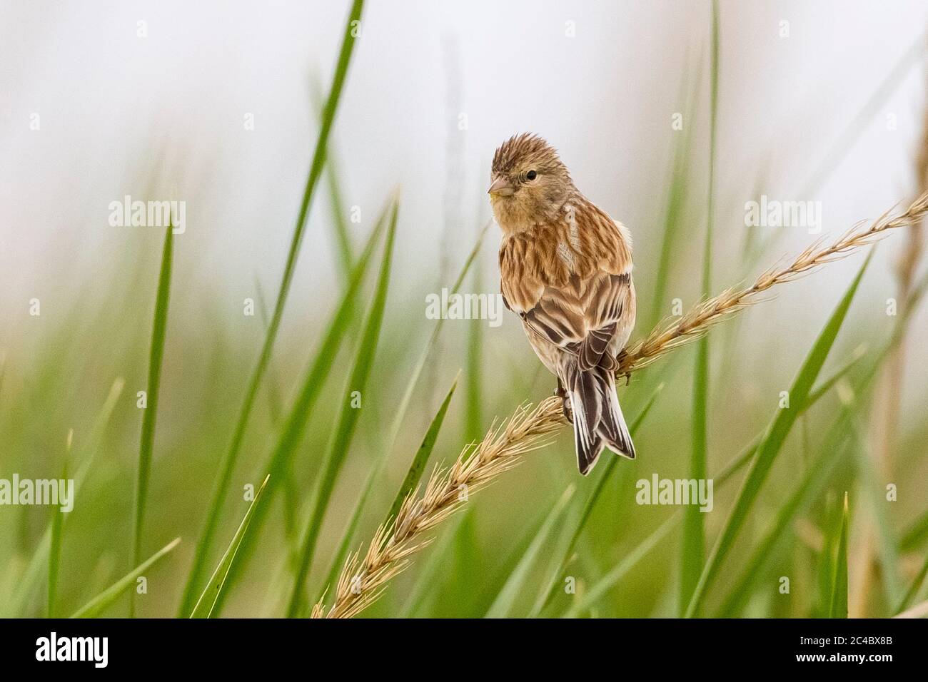 Perchin hi-res stock photography and images - Alamy